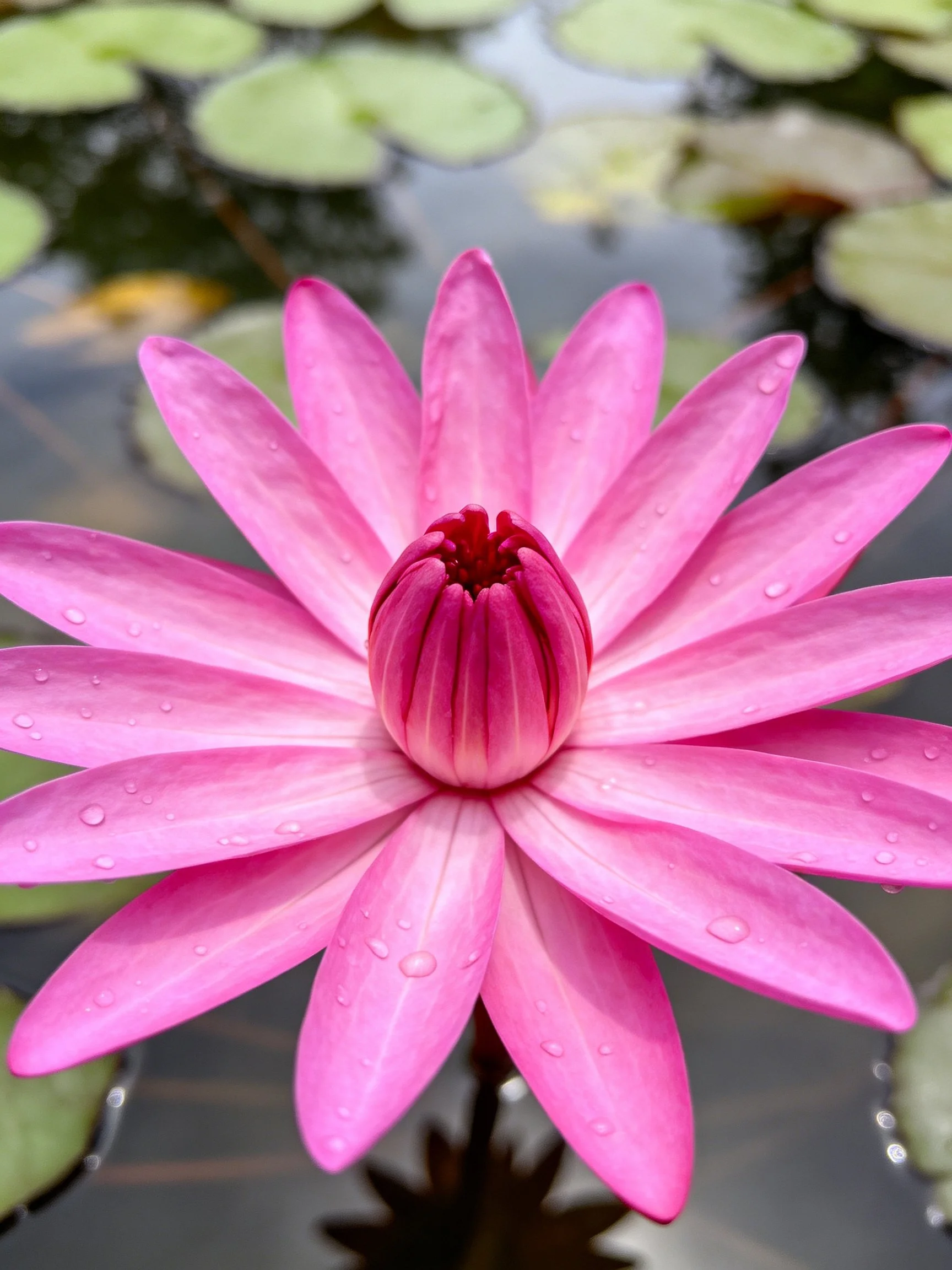 Vibrant pink water lily with dew drops and lily pads