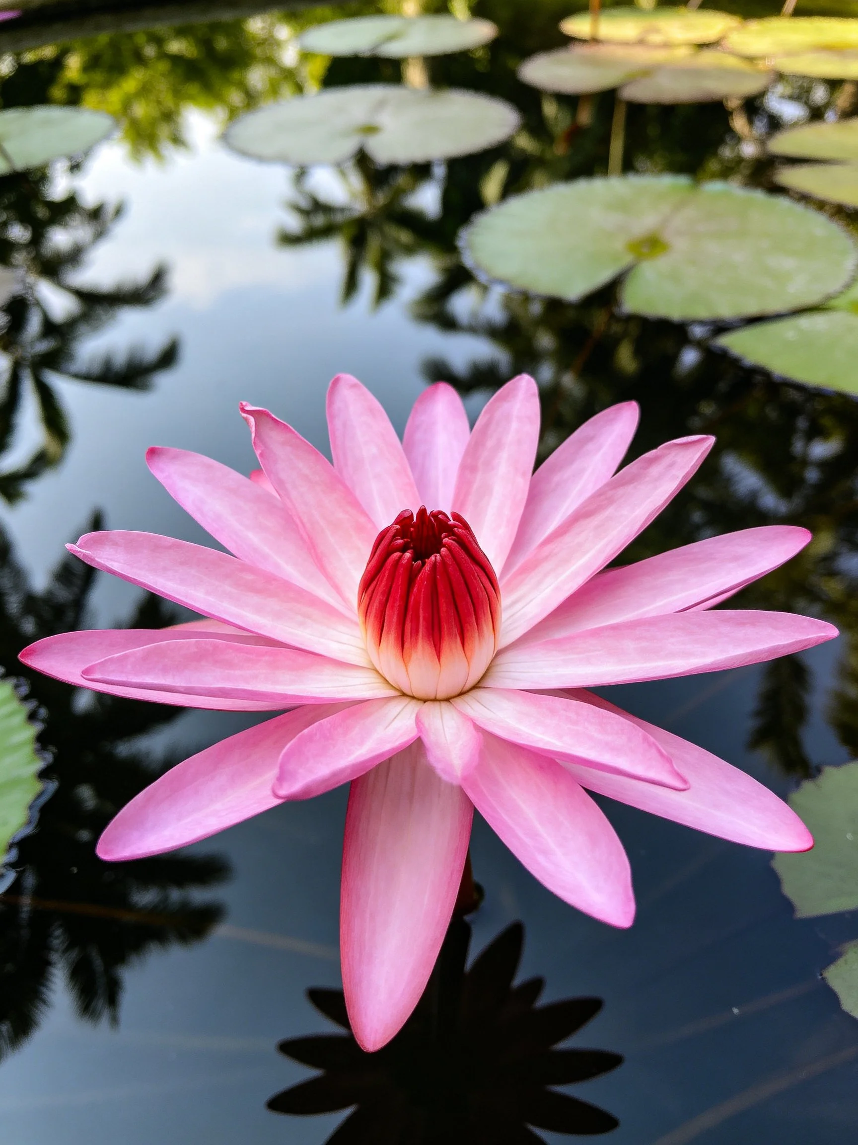 Vibrant pink water lily with red center blooms on calm water