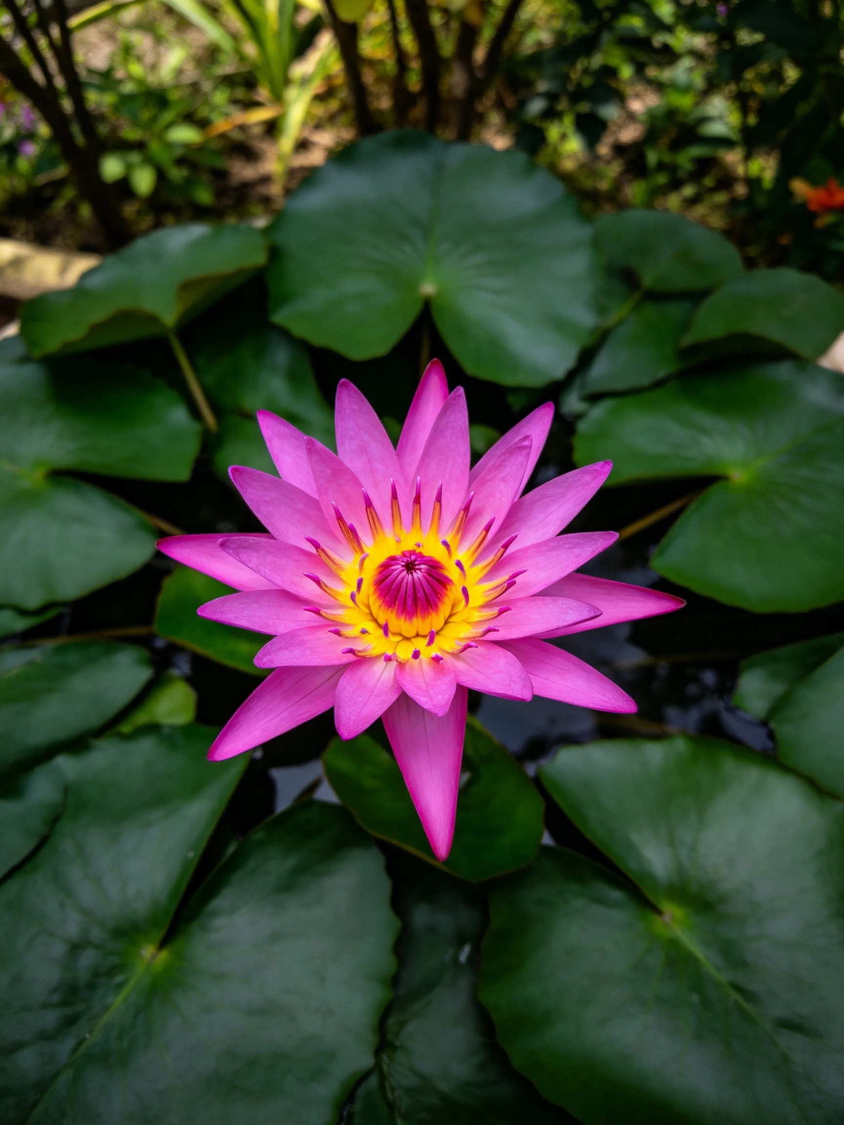 Vibrant pink water lily with yellow center amid large green pads