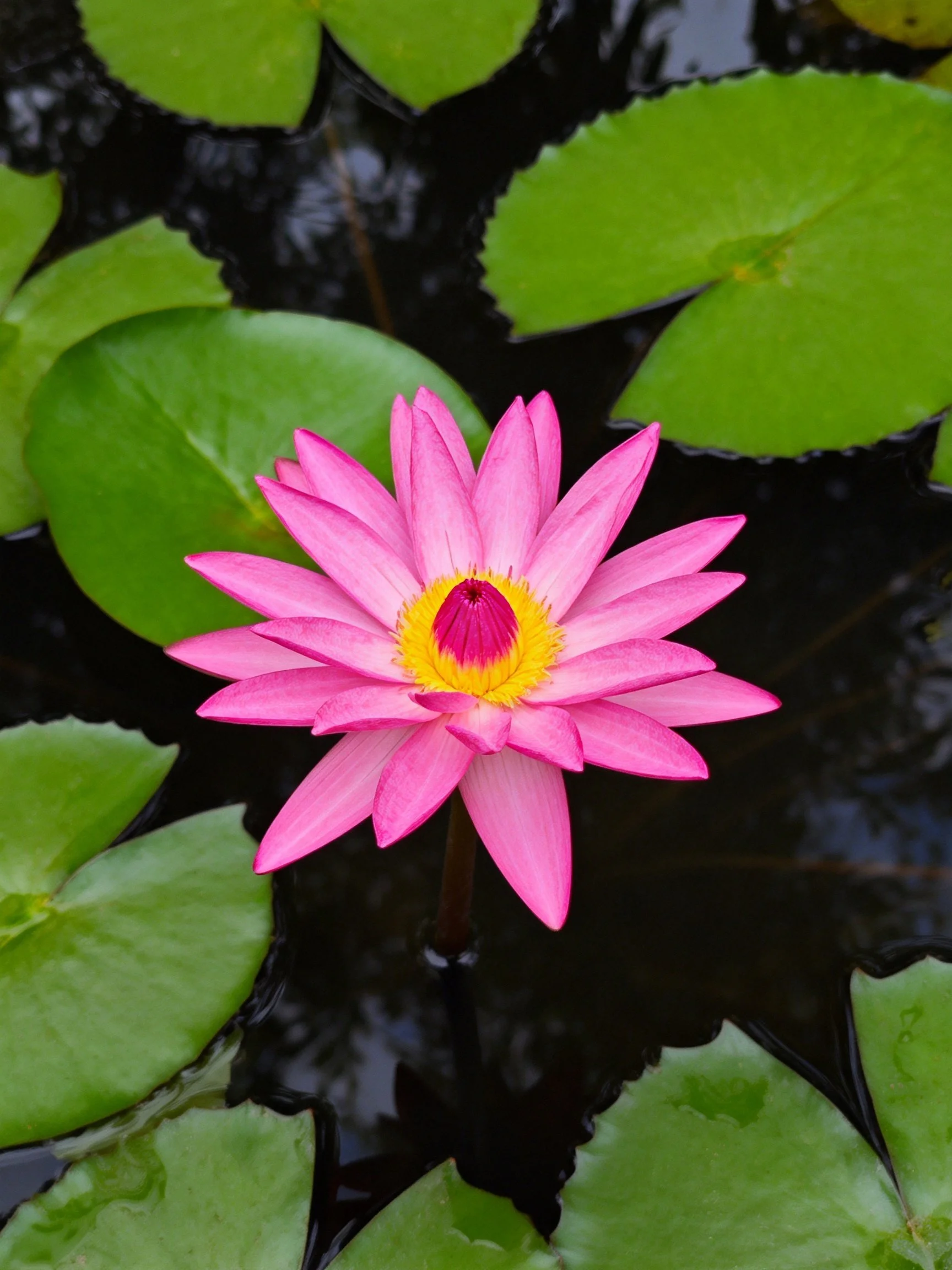 Vibrant pink water lily with yellow center among green lily pads