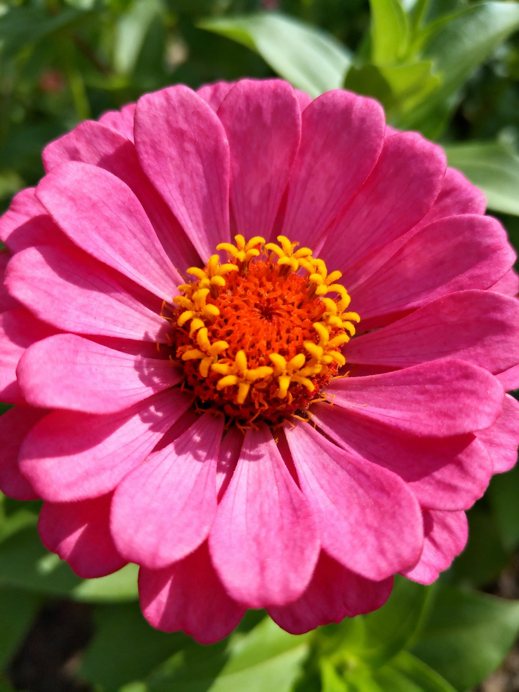 Vibrant pink zinnia with bright yellow-orange center