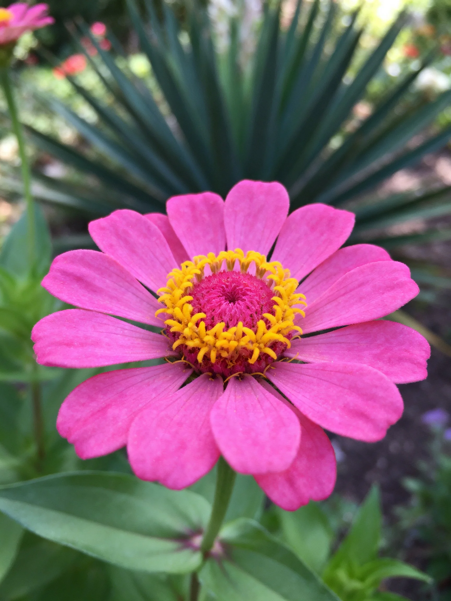 Vibrant pink zinnia with golden center among green foliage