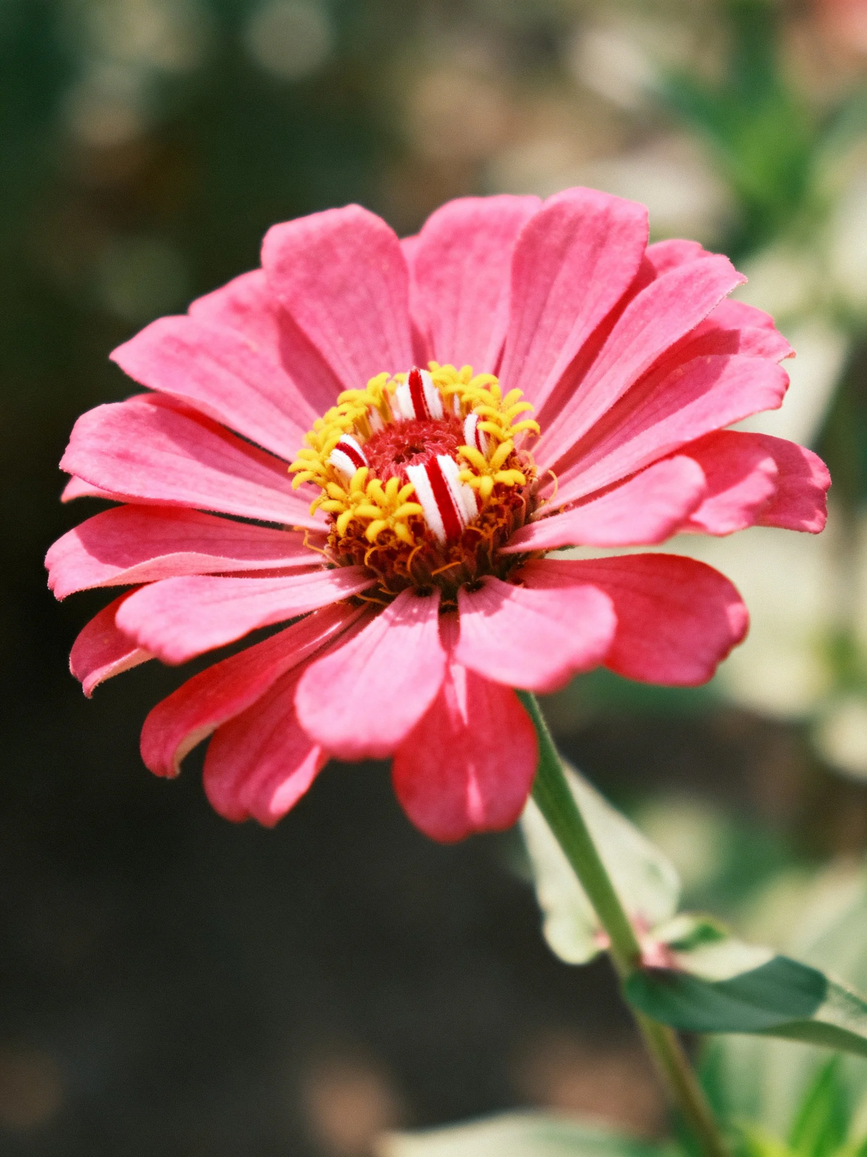 Vibrant pink zinnia with yellow and red central disk