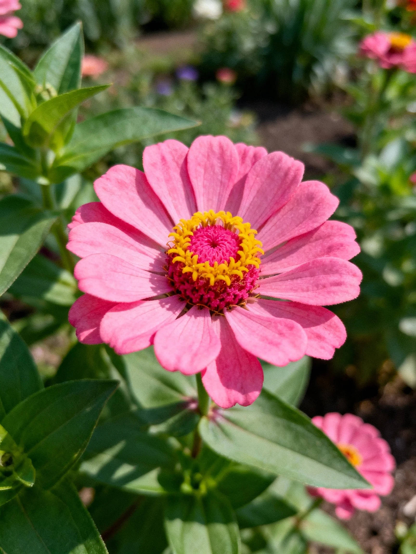 Vibrant pink zinnia with yellow center amidst lush greenery