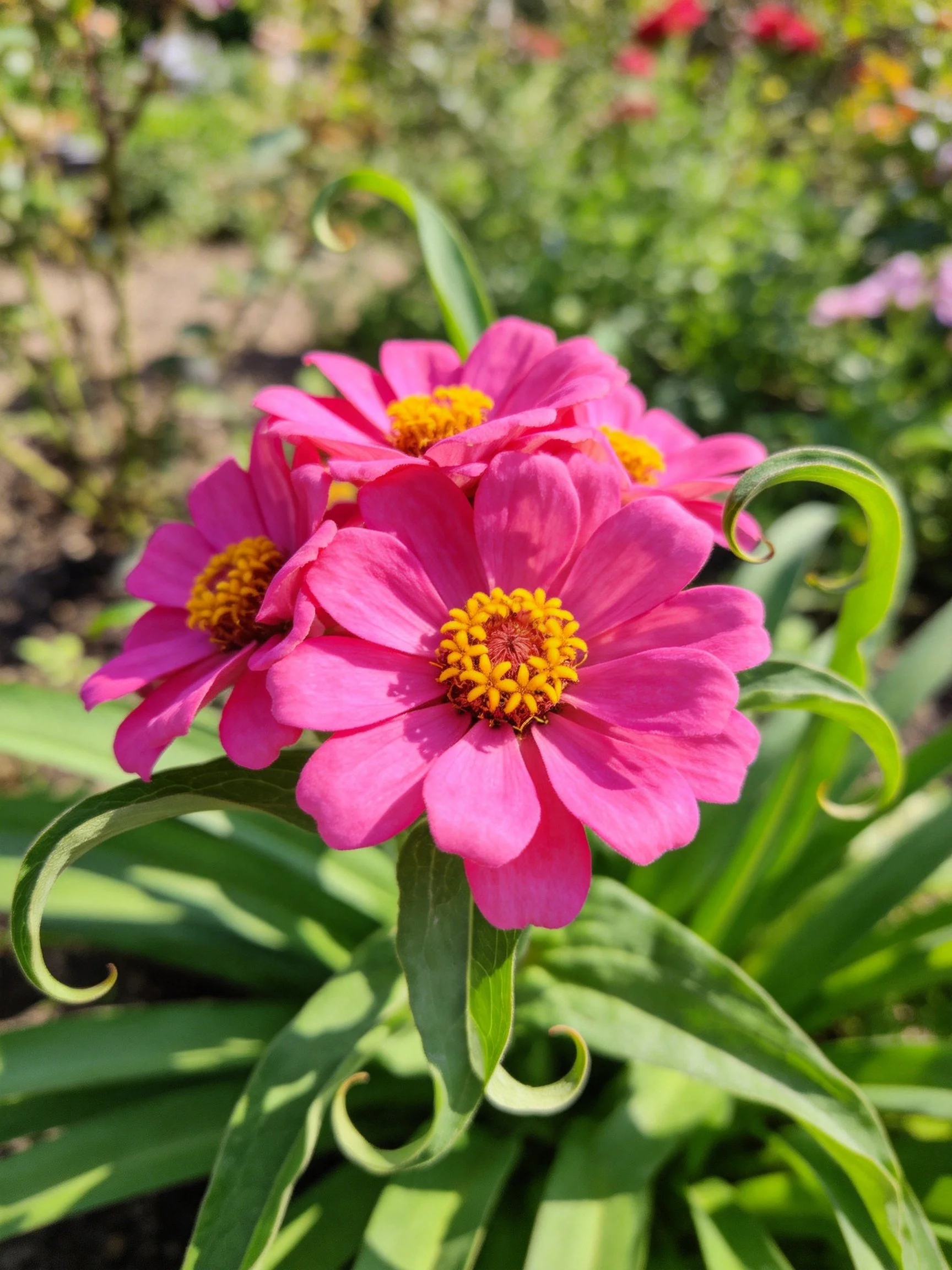 Vibrant pink zinnias with yellow centers amidst curving green leaves