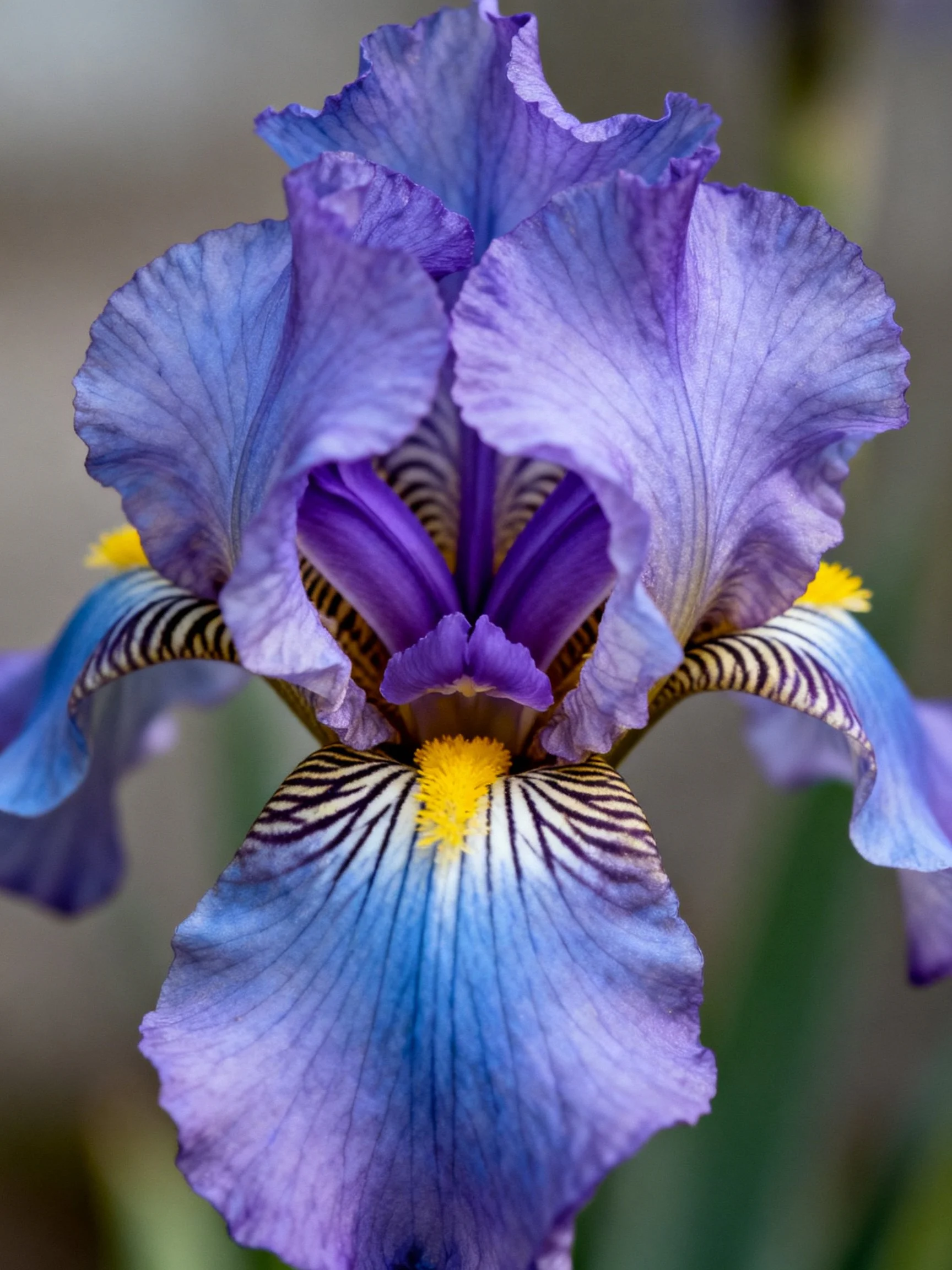 Vibrant purple and blue iris with yellow accents