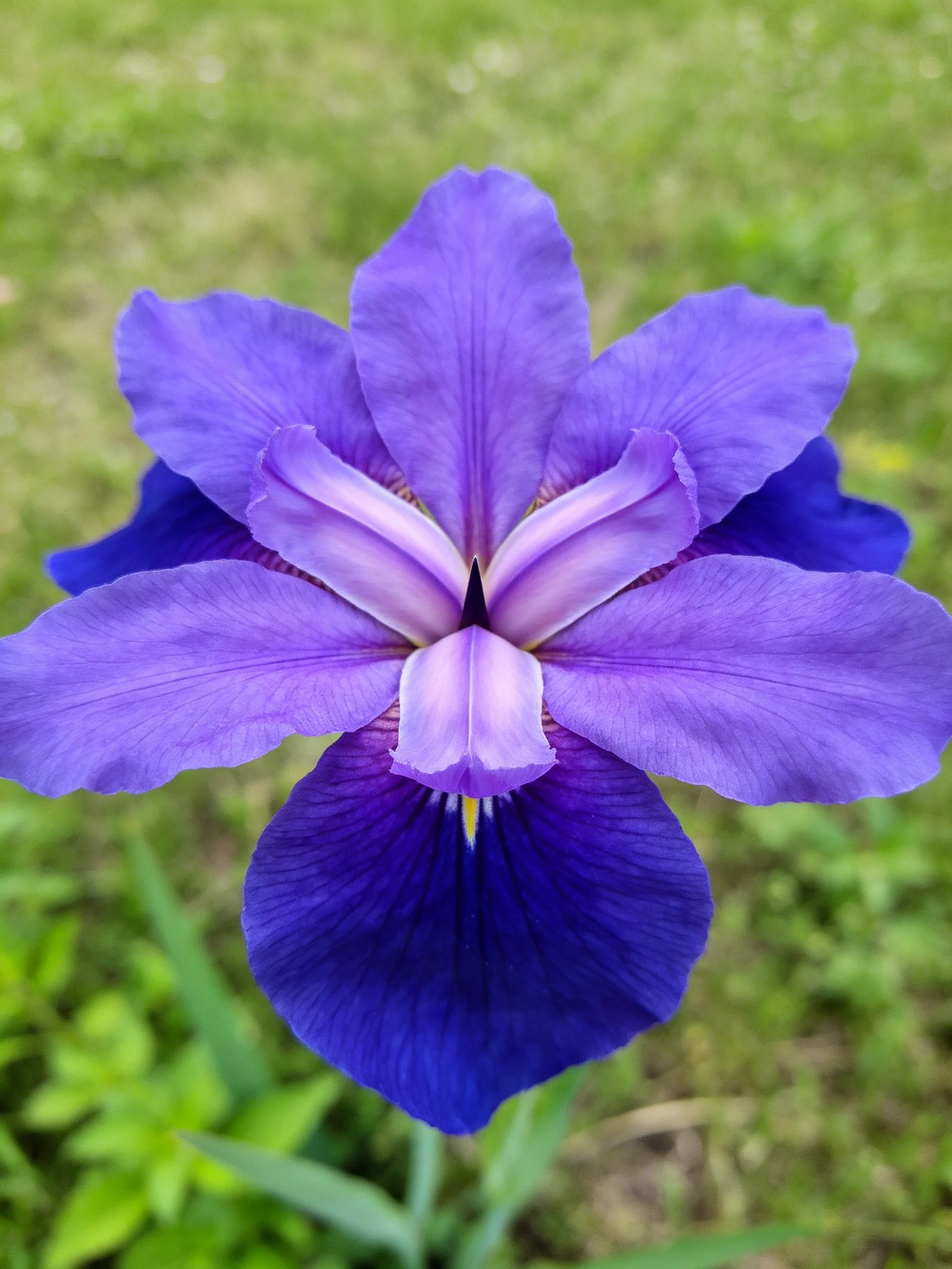 Vibrant purple and deep blue iris flower with green backdrop