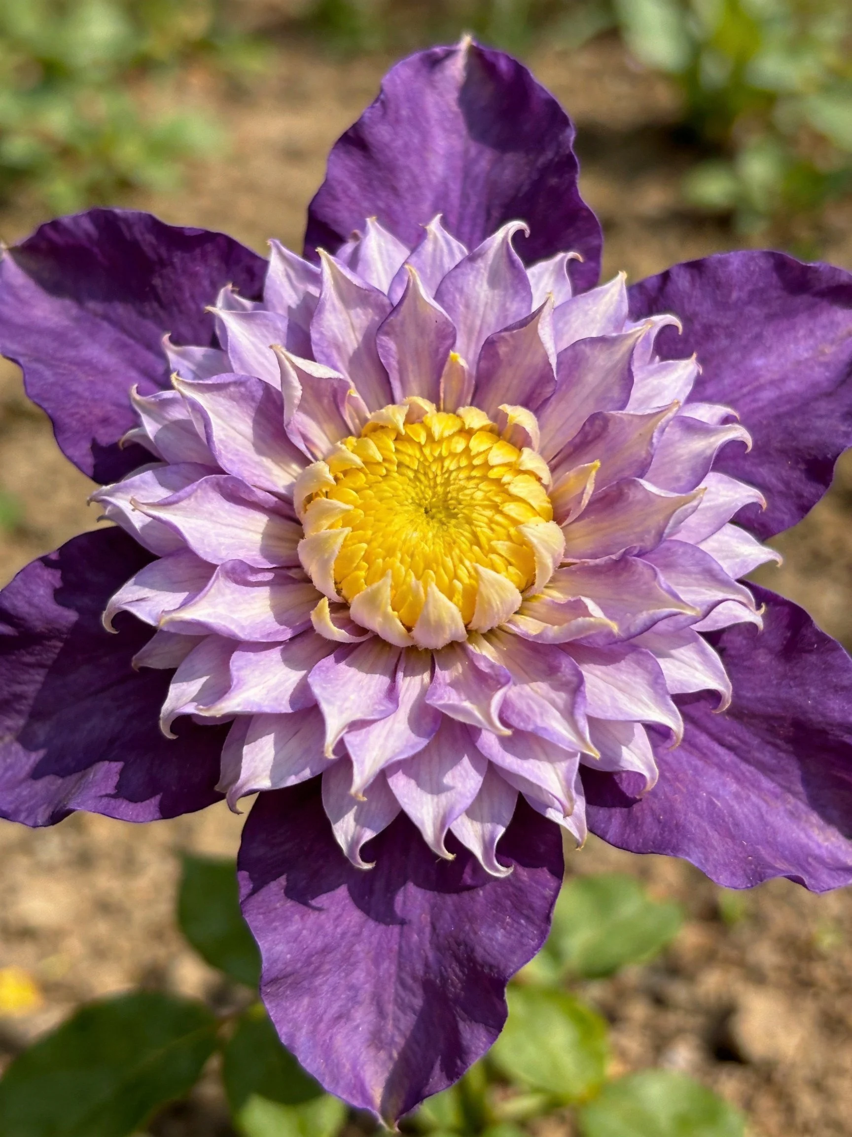 Vibrant purple and lavender flower with golden center