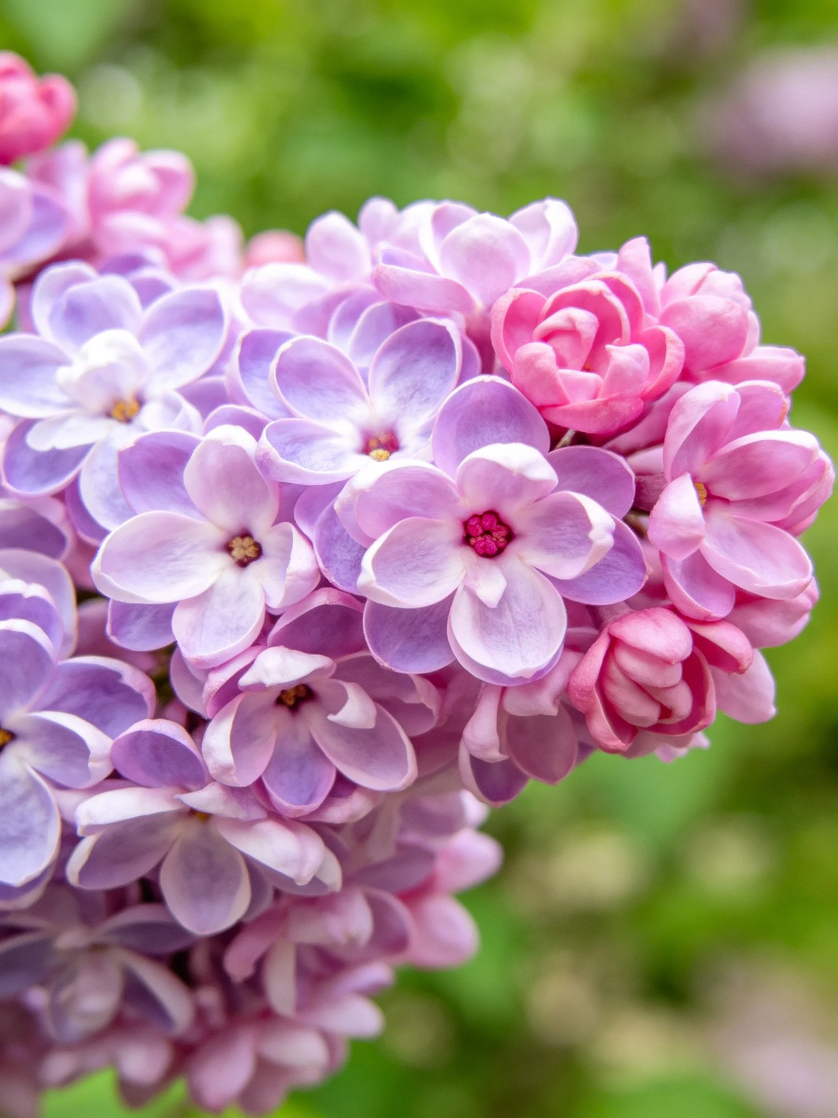 Vibrant purple and pink lilac blossom cluster with green backdrop
