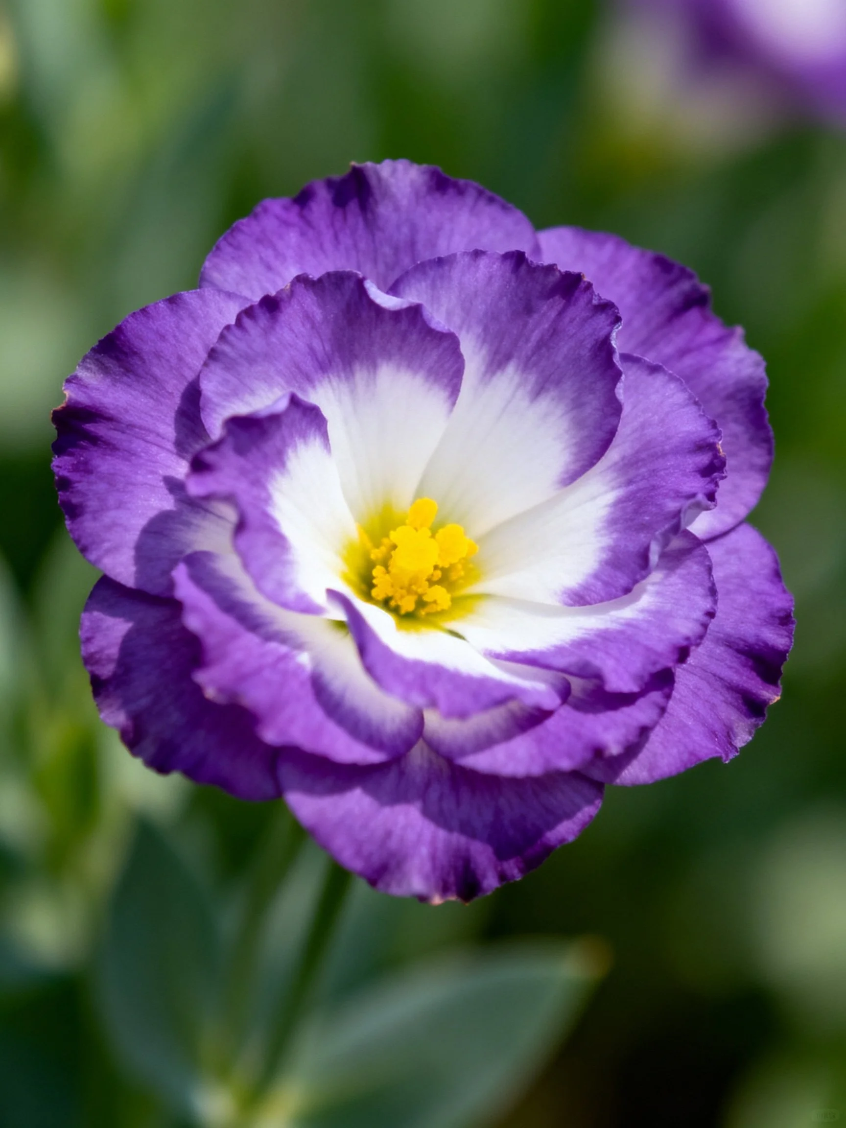 Vibrant purple and white layered flower with yellow center