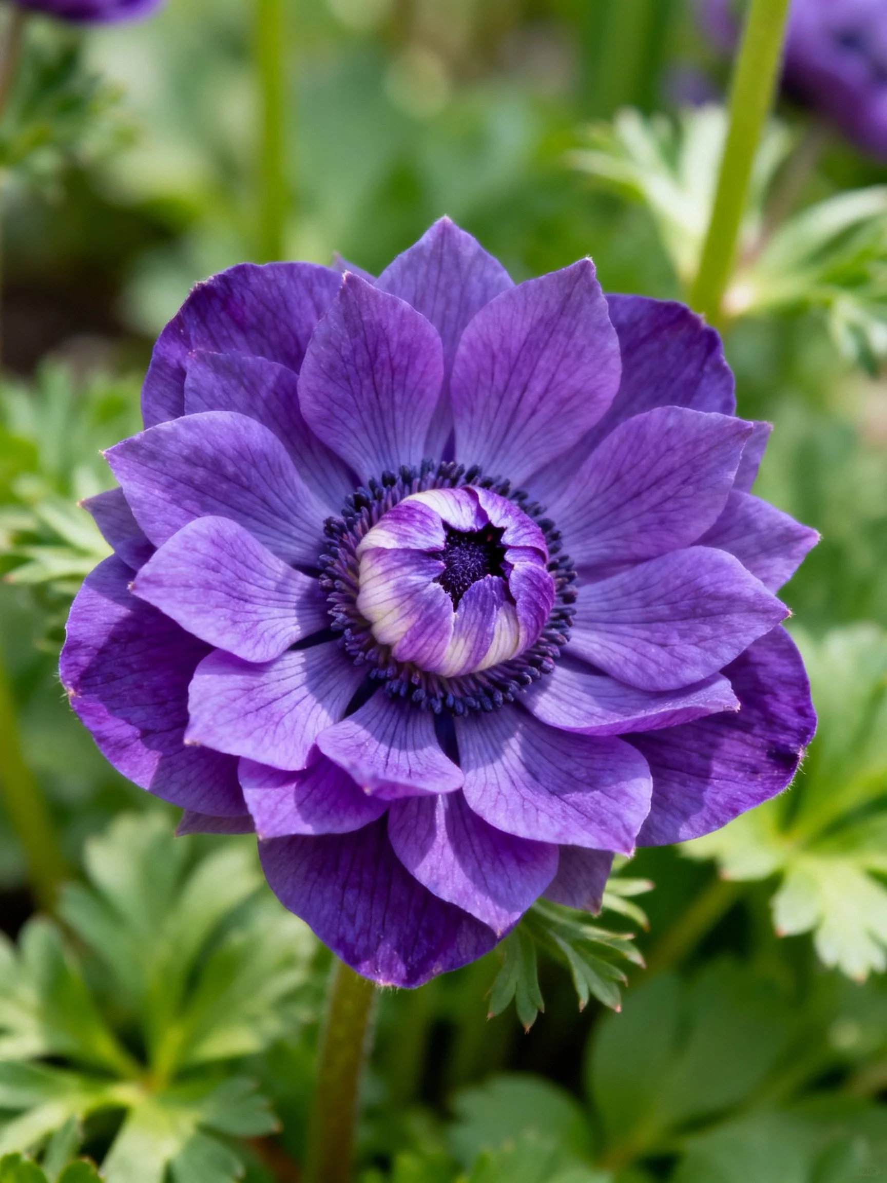 Vibrant purple anemone flower with layered petals
