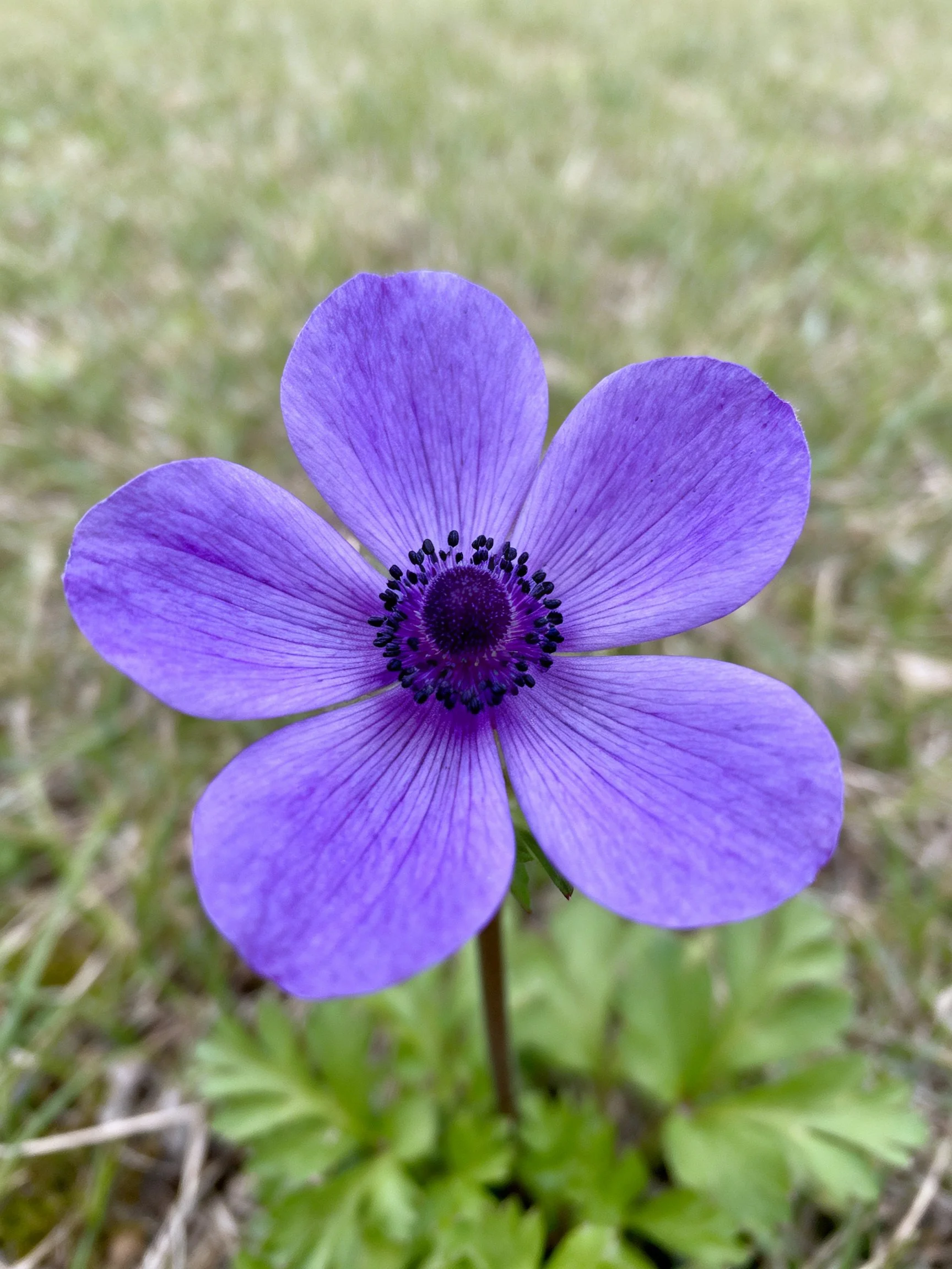 Vibrant purple anemone with five petals and dark center