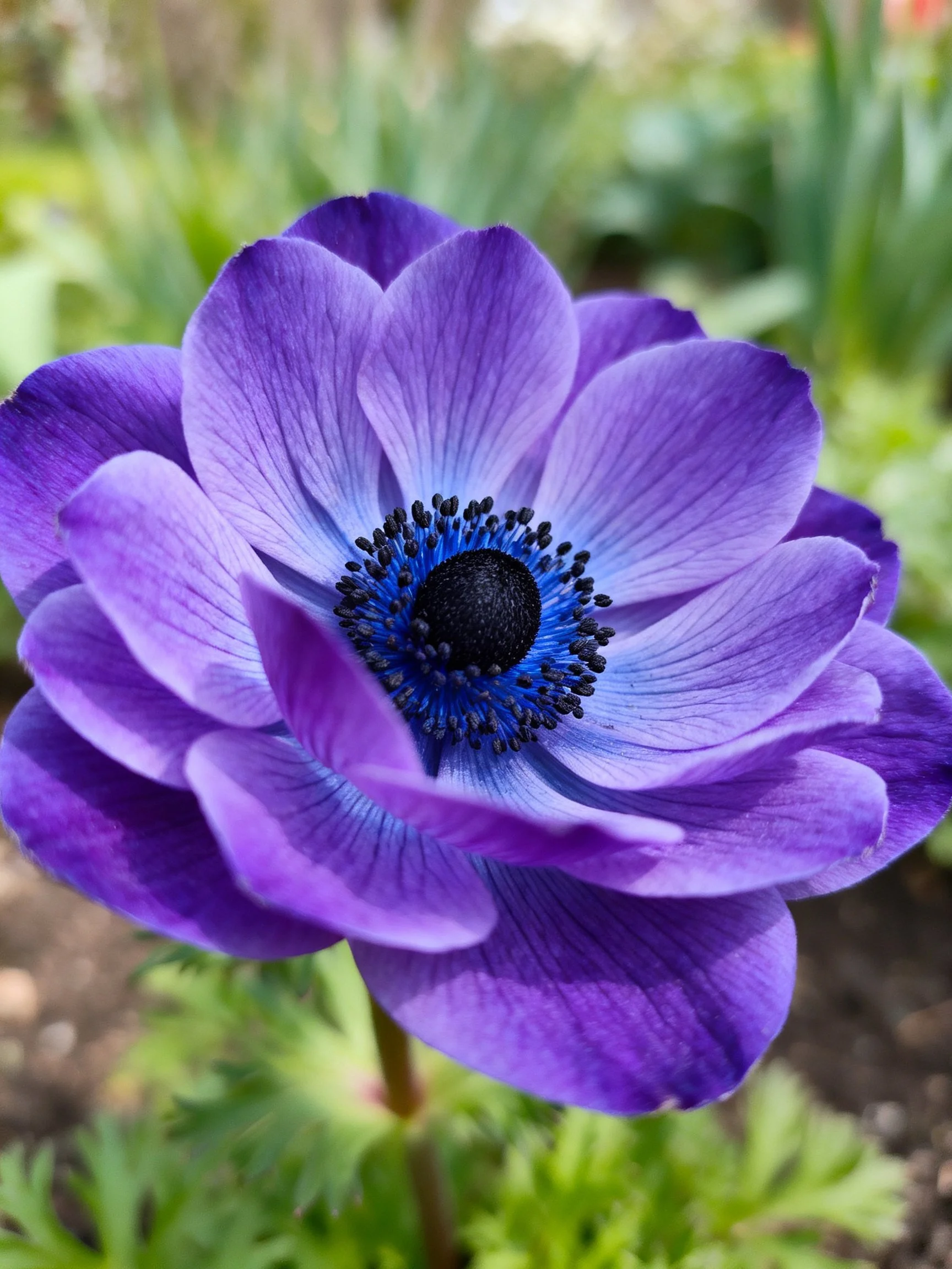 Vibrant purple anemone with layered petals and contrasting centers