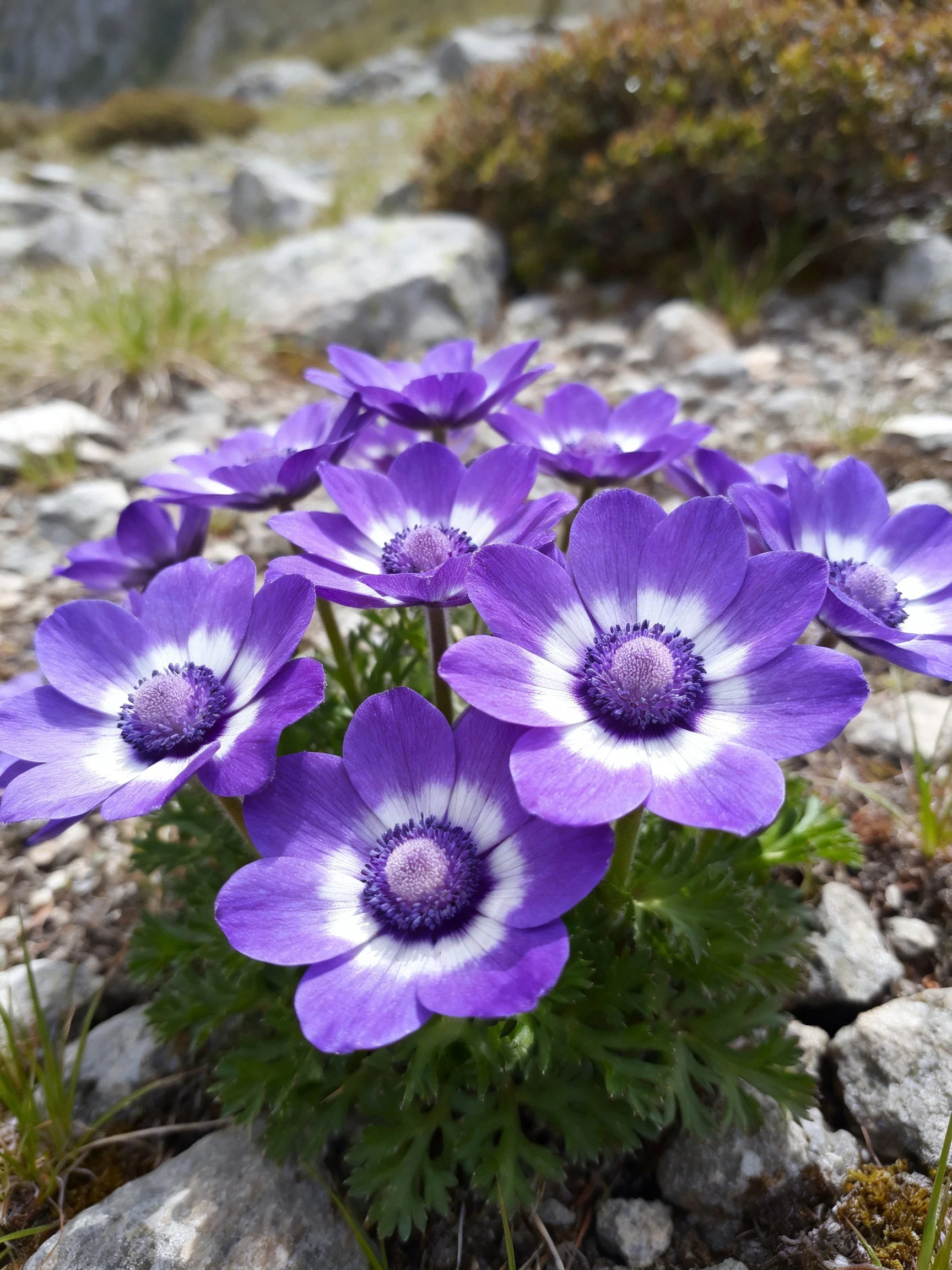 Vibrant purple anemones with white centers among rocky terrain