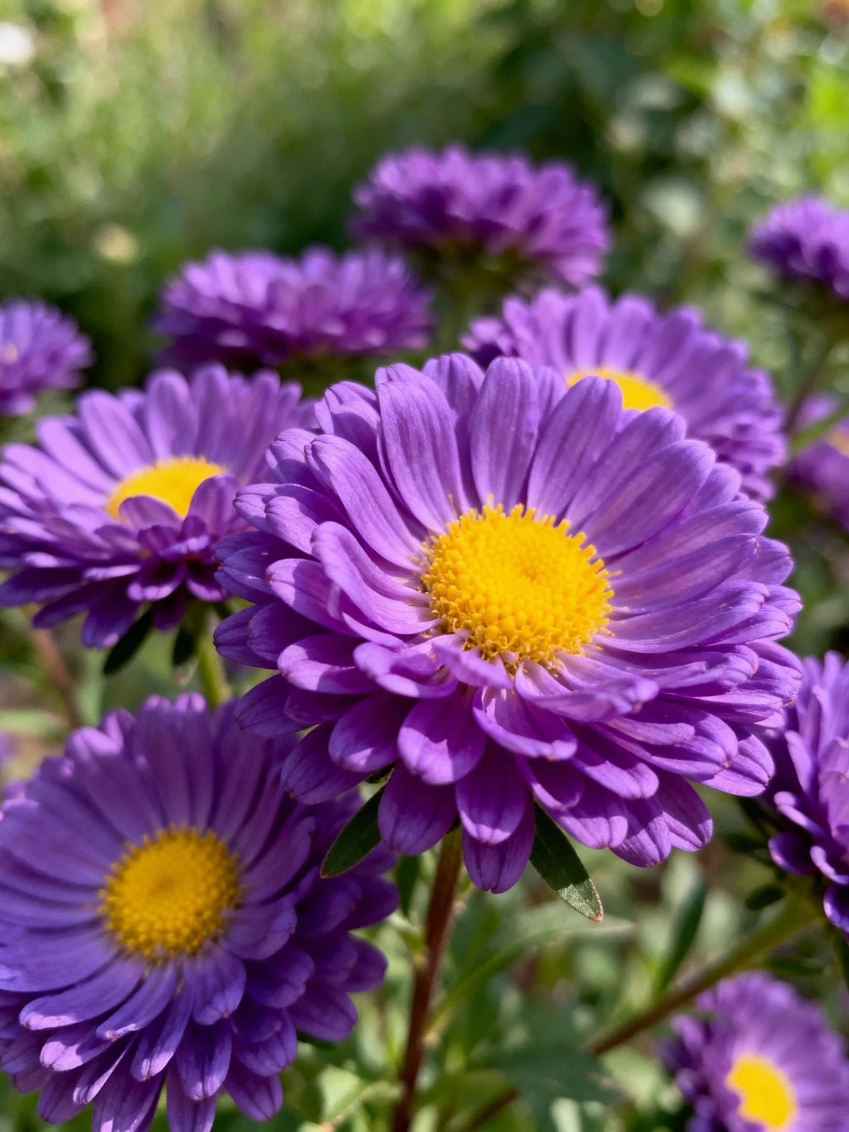 Vibrant purple aster flowers with bright yellow centers, clustered among greenery