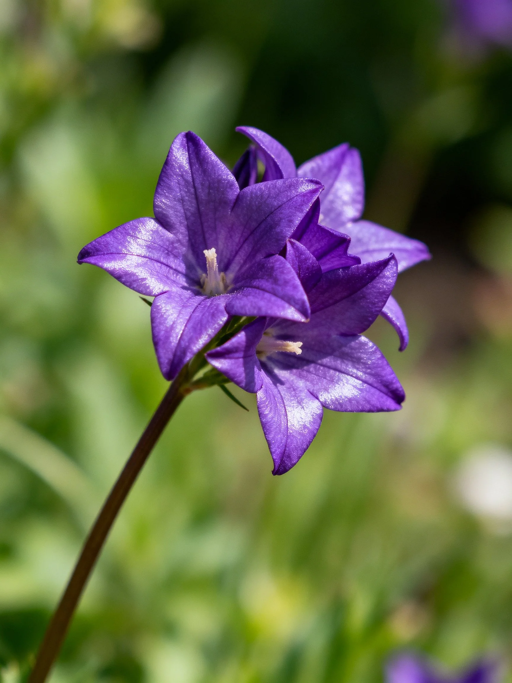 Vibrant purple bellflowers blooming outdoors