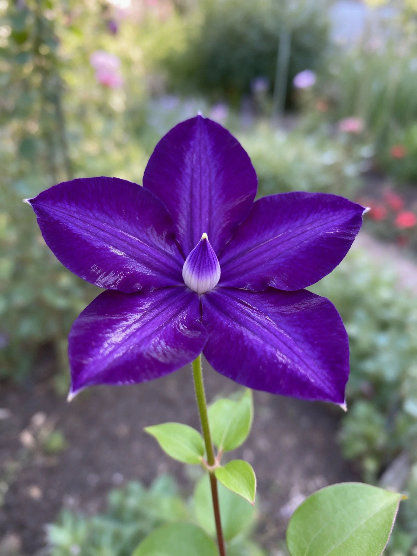 Vibrant purple clematis flower blooming in a garden