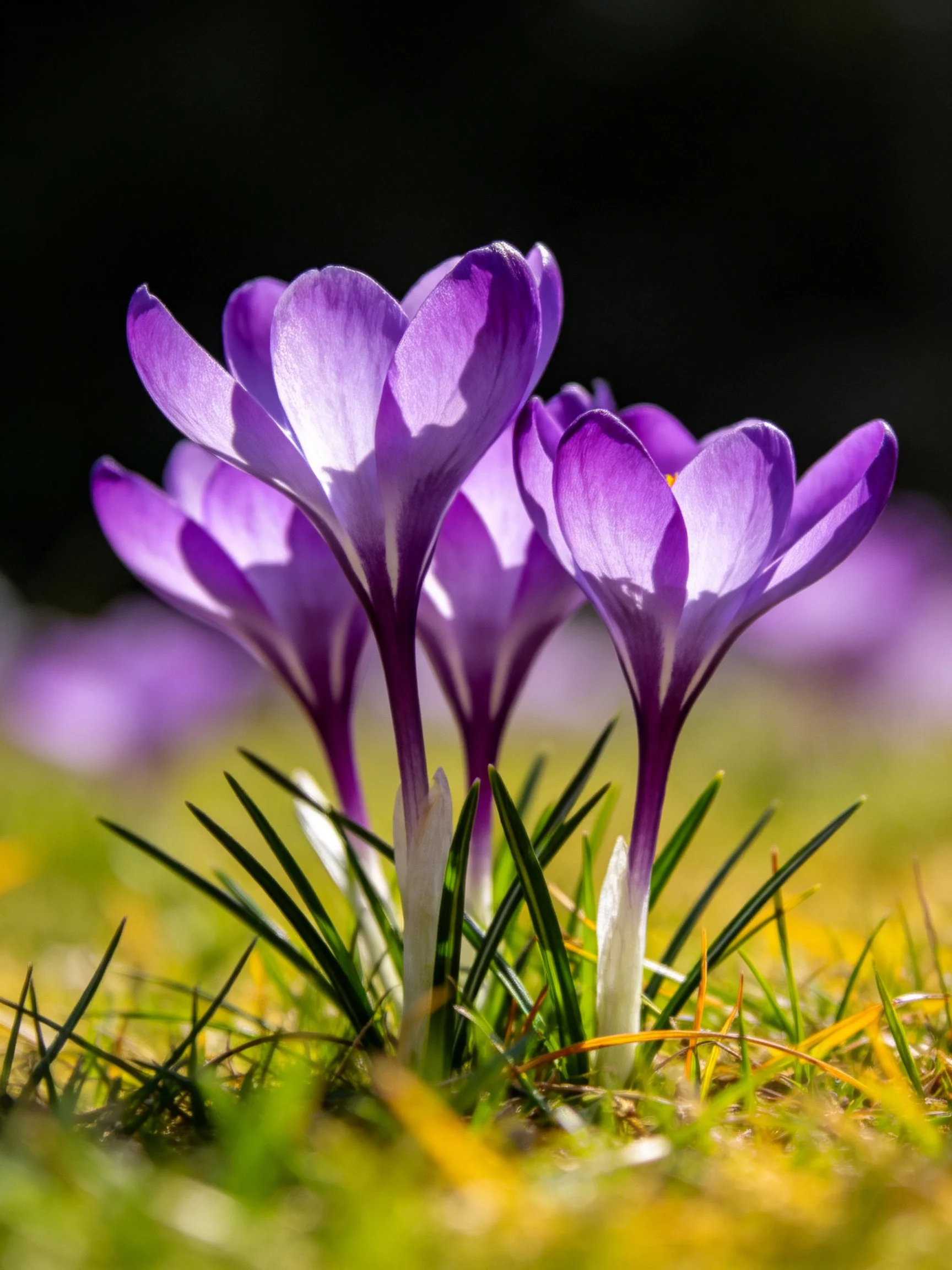 Vibrant purple crocus blooms amidst lush green grass