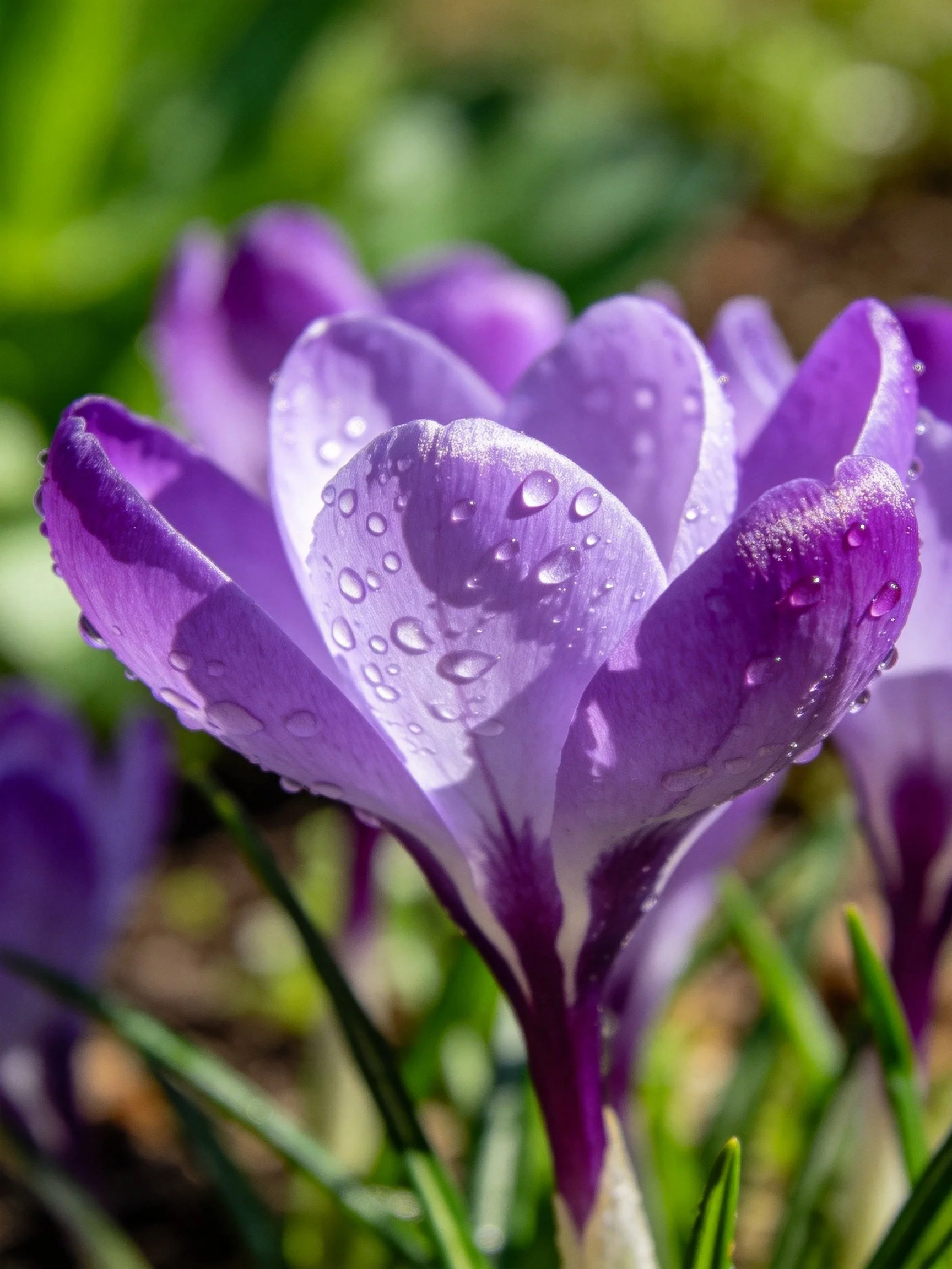 Vibrant purple crocus blooms with water droplets in greenery