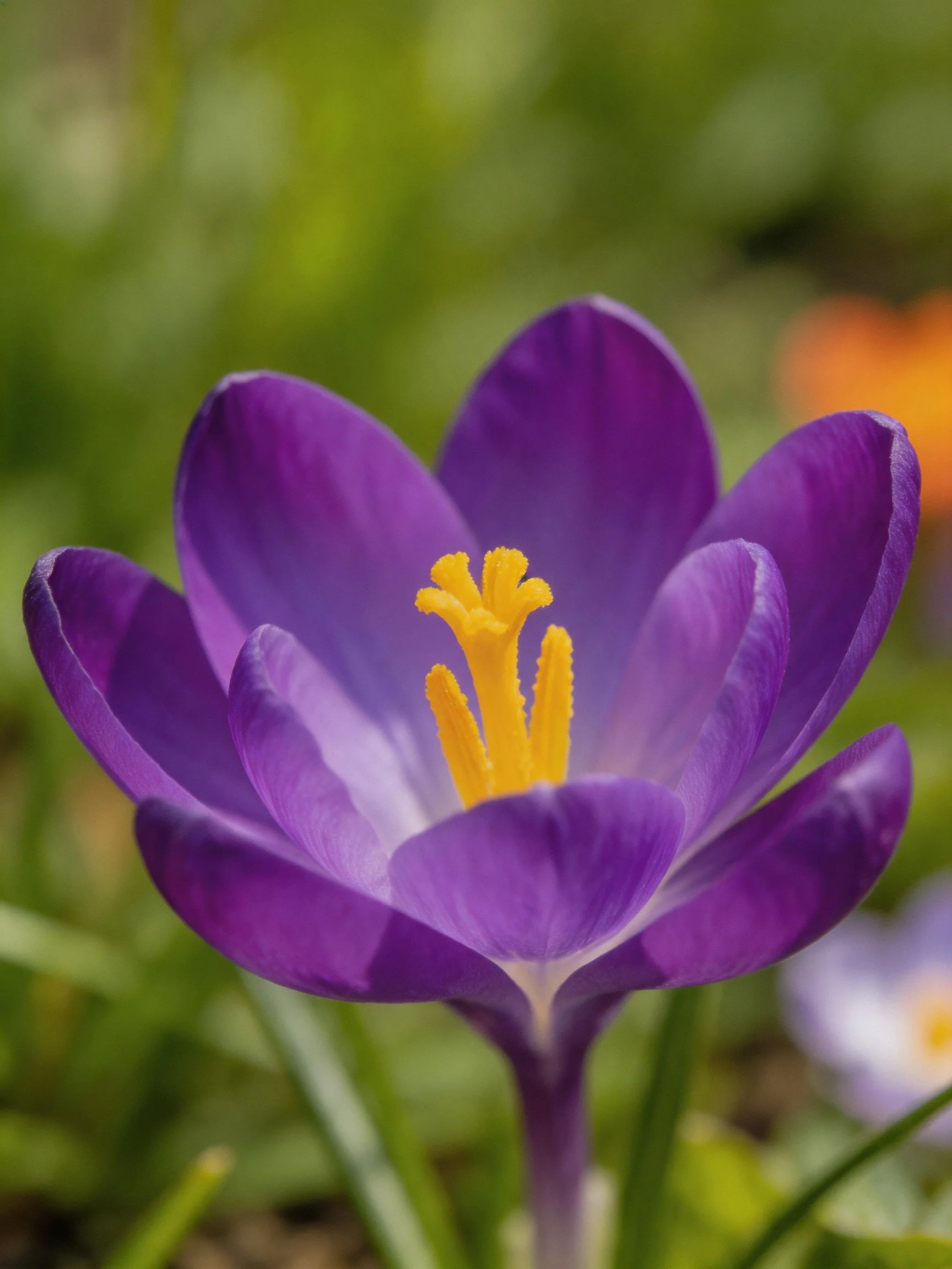Vibrant purple crocus flower with bright yellow stamens