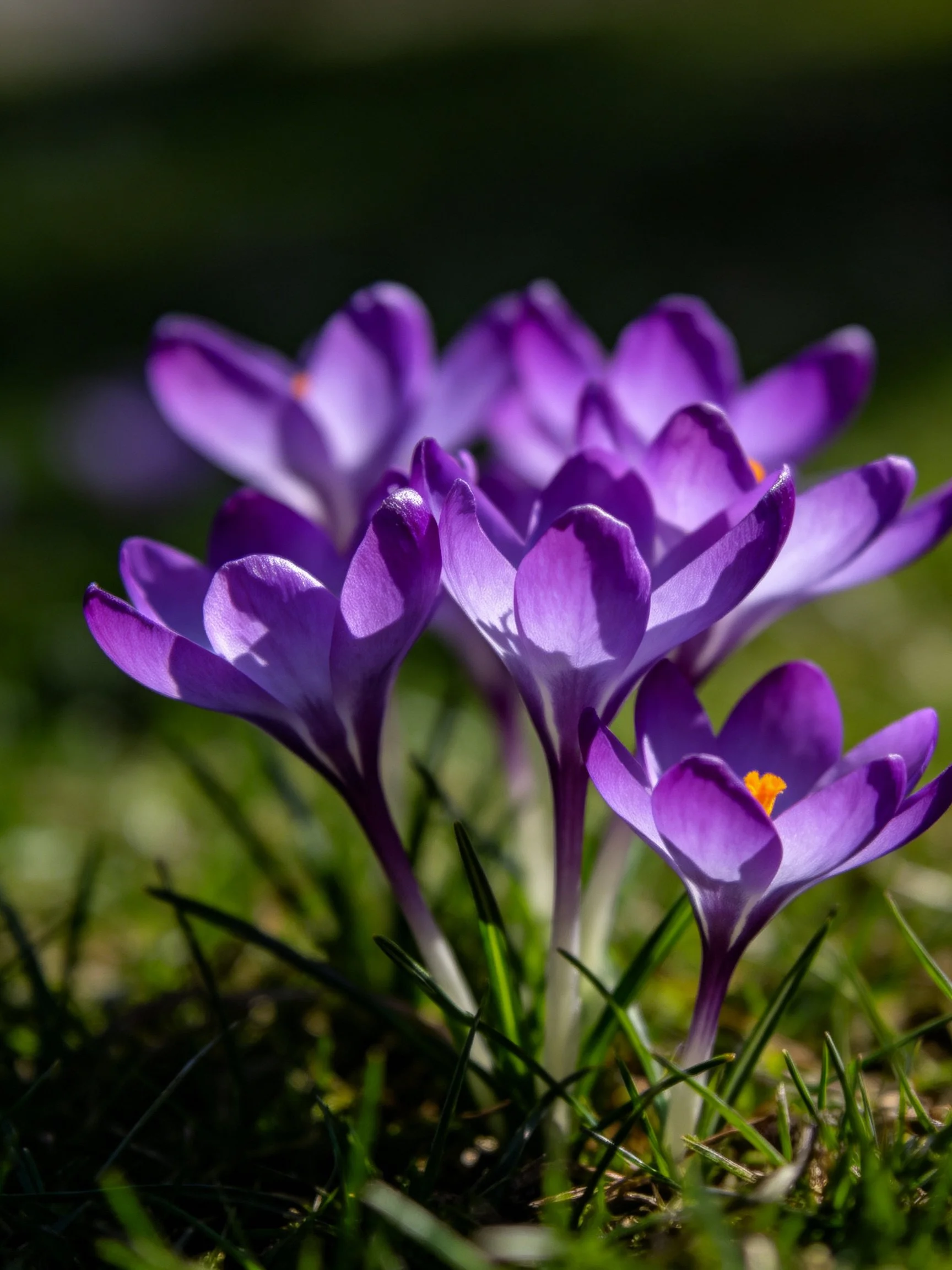 Vibrant purple crocus flowers blooming amid lush green grass