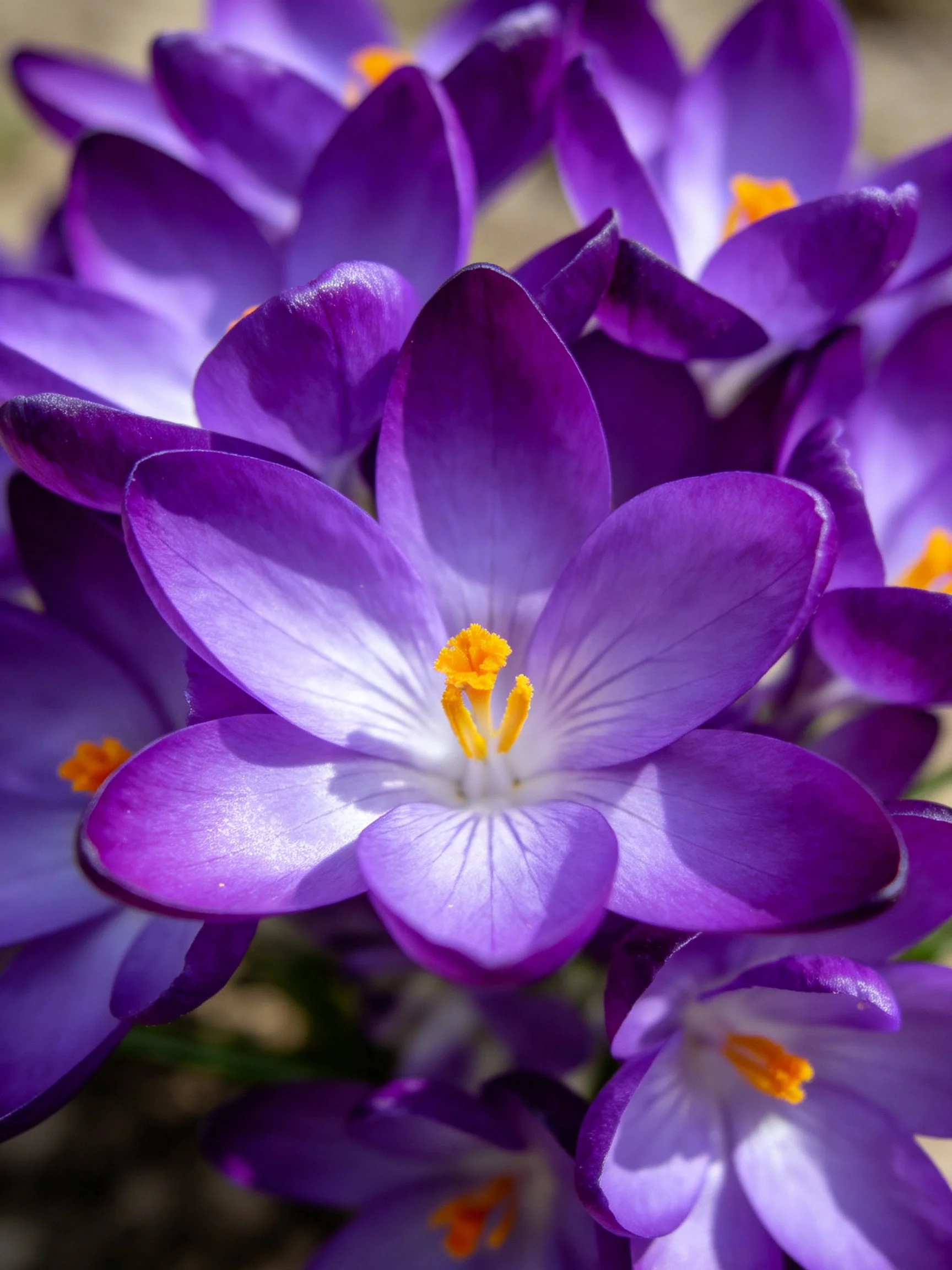 Vibrant purple crocus flowers with bright orange stamens