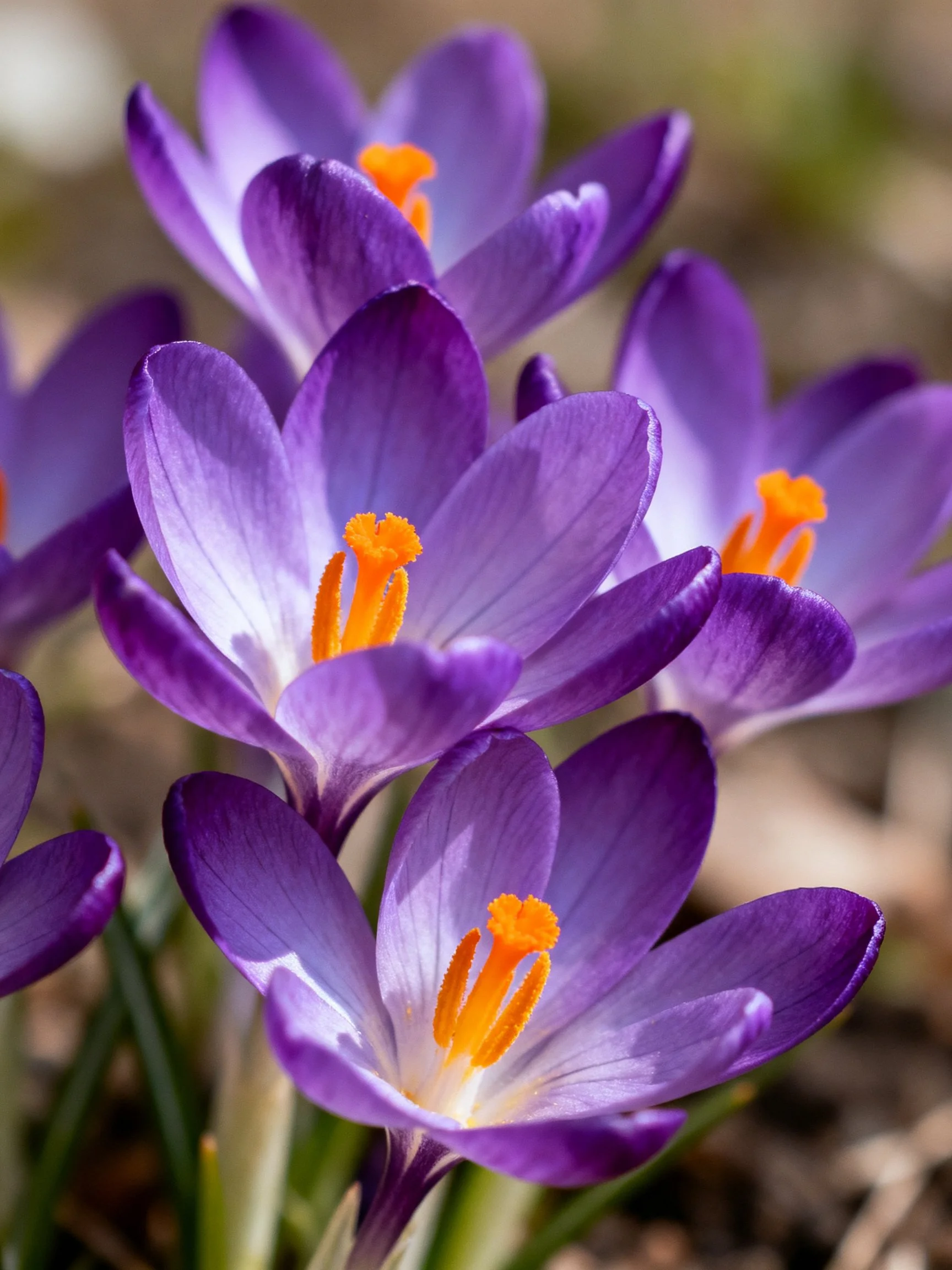 Vibrant purple crocuses with bright orange stamens in natural light