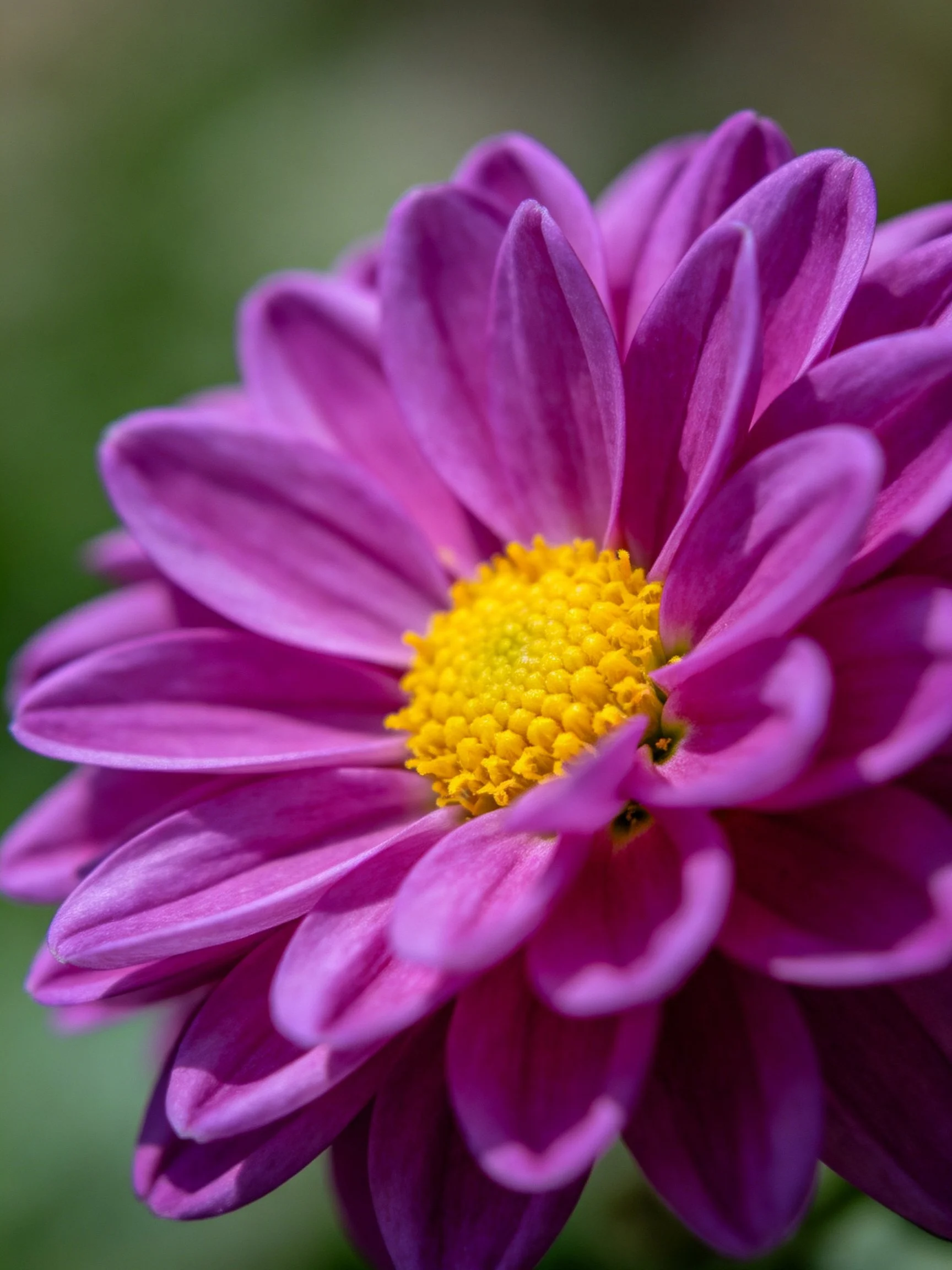 Vibrant purple dahlia blooms with a bright yellow center