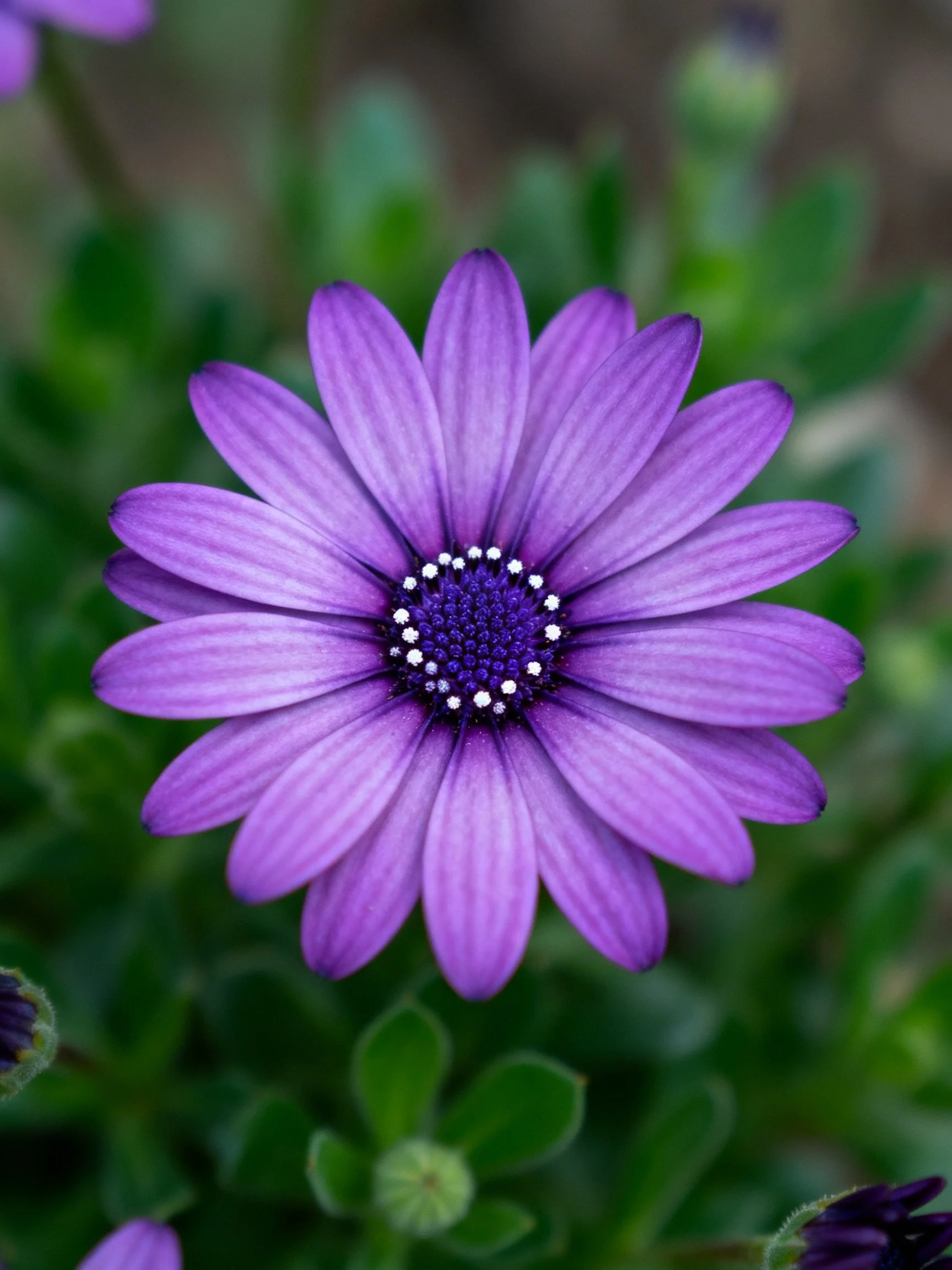 Vibrant purple daisy with dark center amid green foliage