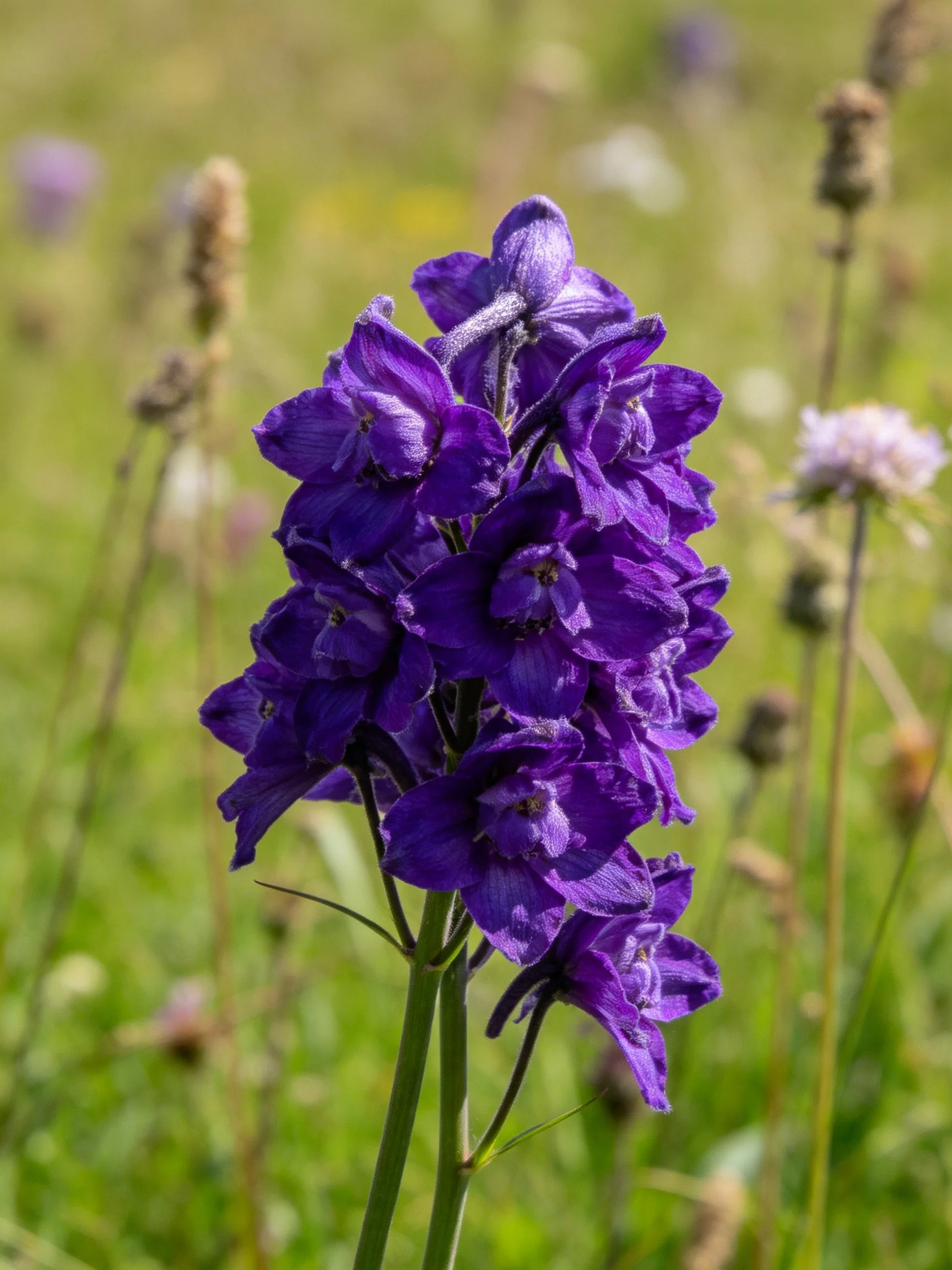 Vibrant purple delphinium cluster in a sunlit meadow