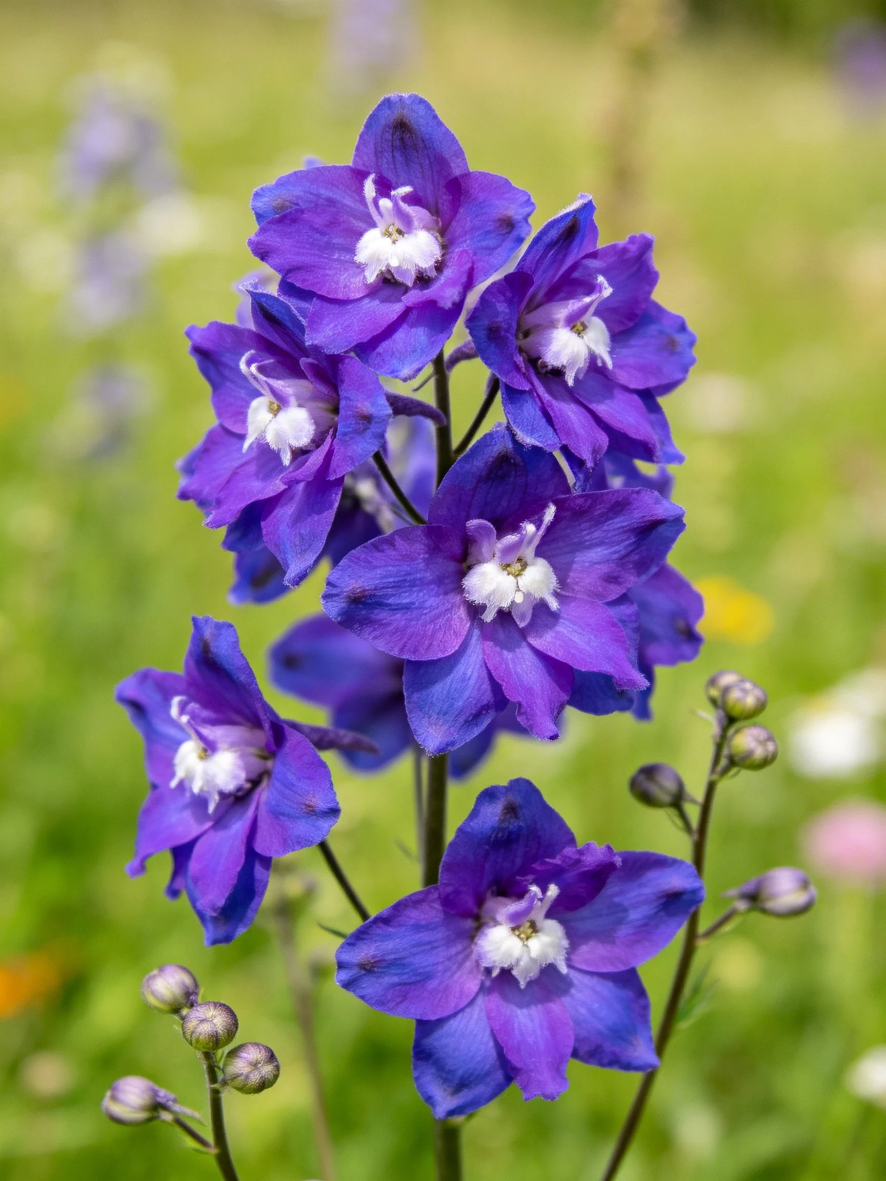 Vibrant purple delphinium flowers with white centers in a green field