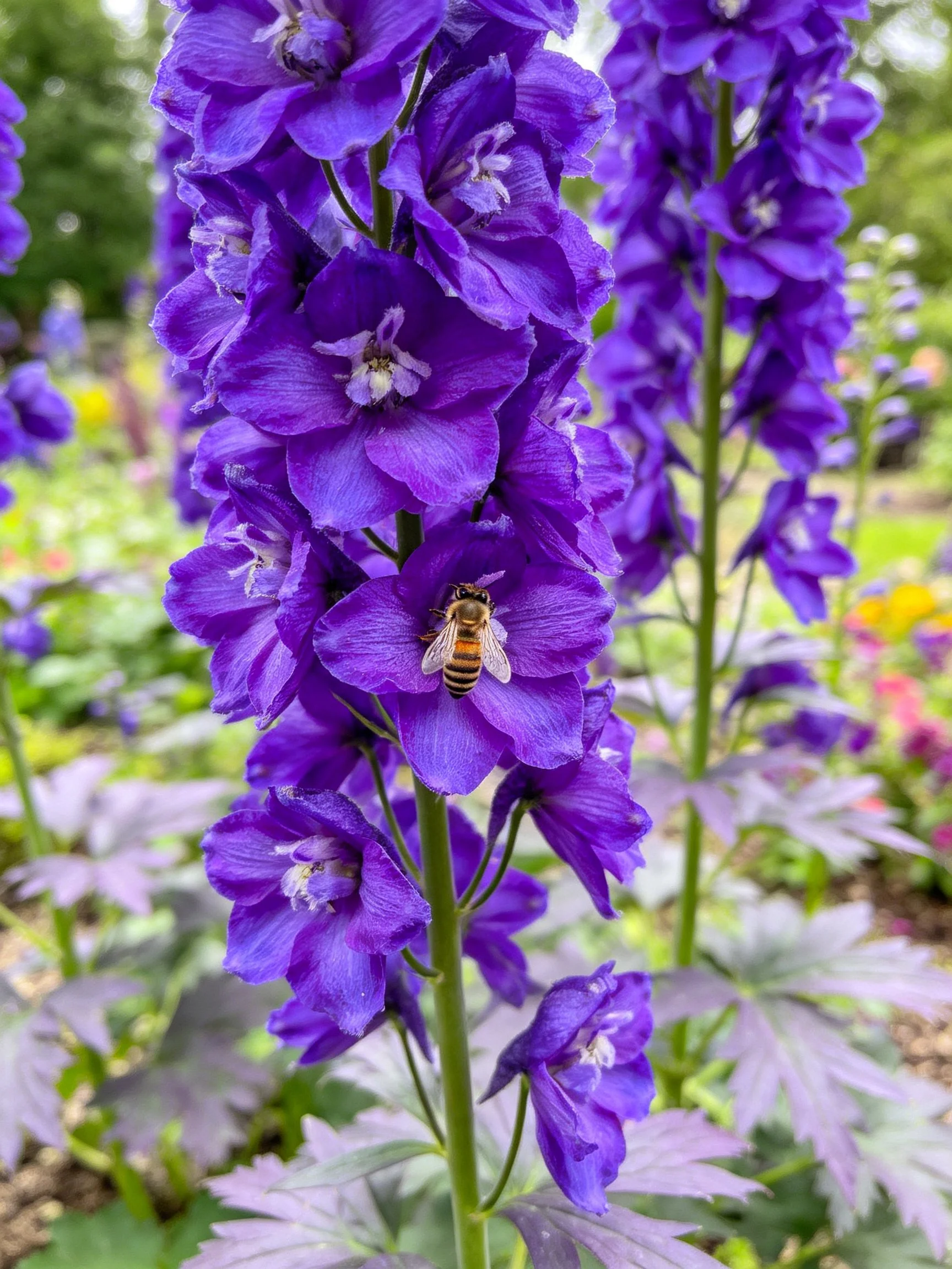 Vibrant purple delphinium spikes with a honeybee