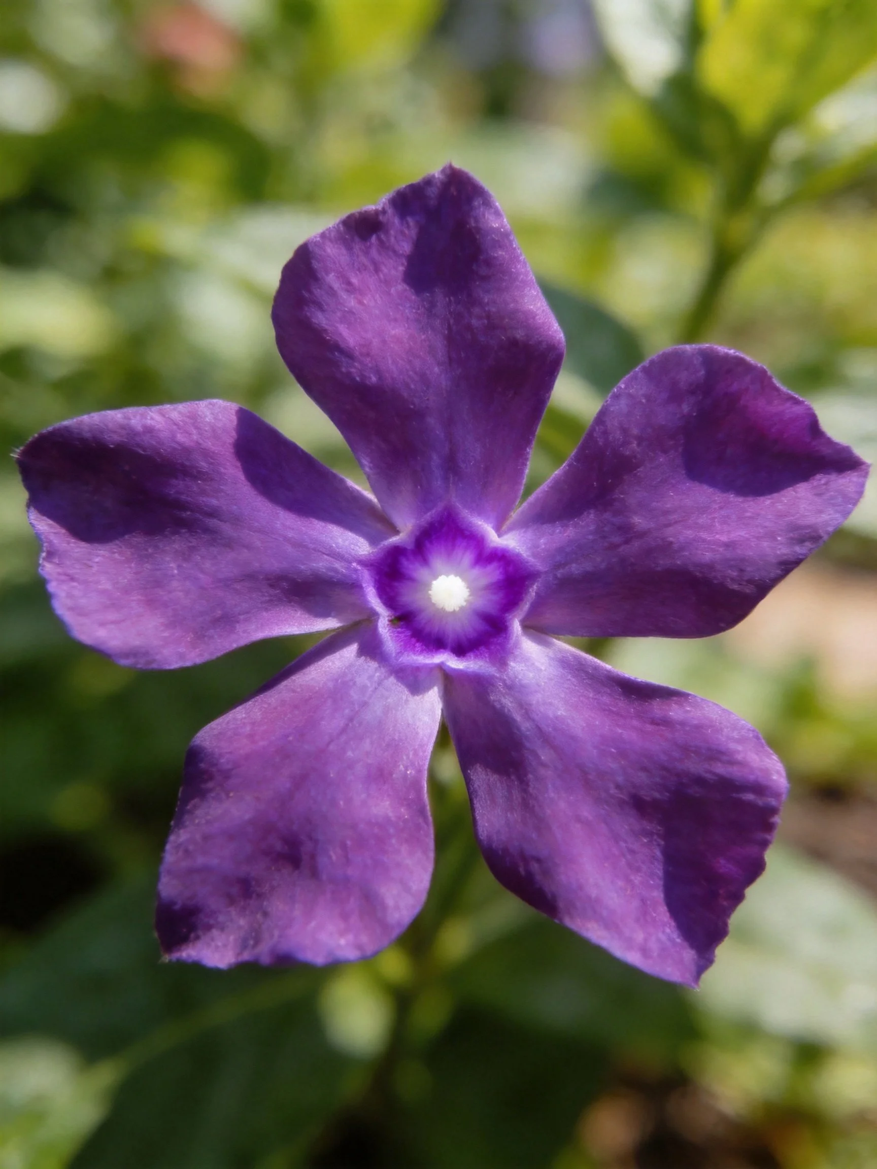 Vibrant purple five - petaled flower with a white center