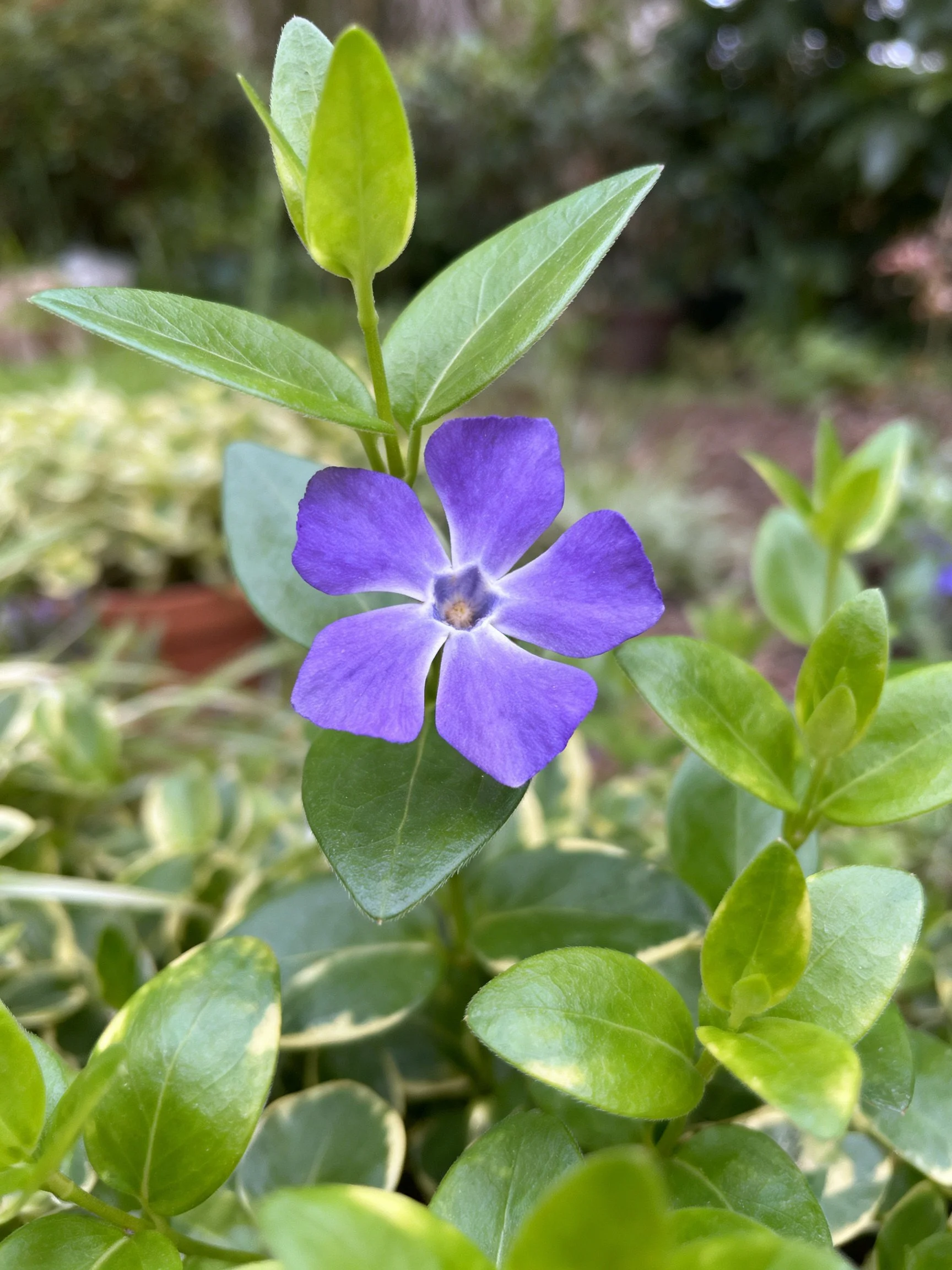 Vibrant purple flower amid glossy green foliage in garden