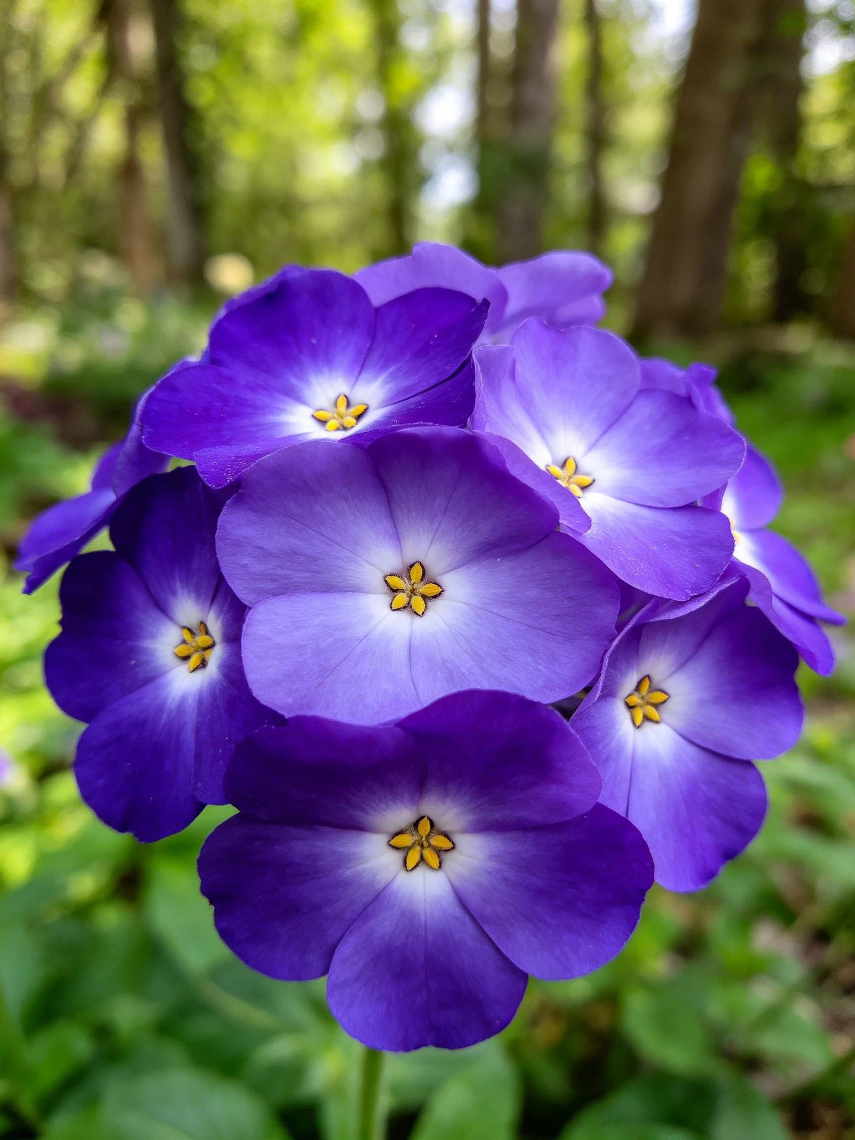 Vibrant purple flower cluster with yellow centers in a forest backdrop
