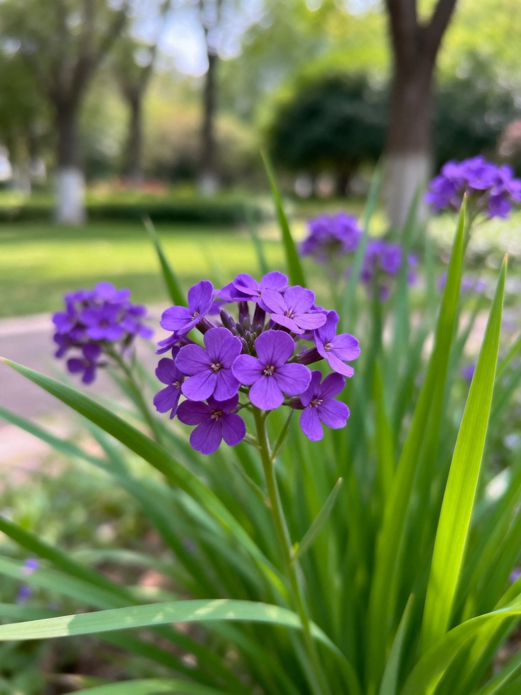 Vibrant purple flower clusters surrounded by tall green foliage in a sunlit park