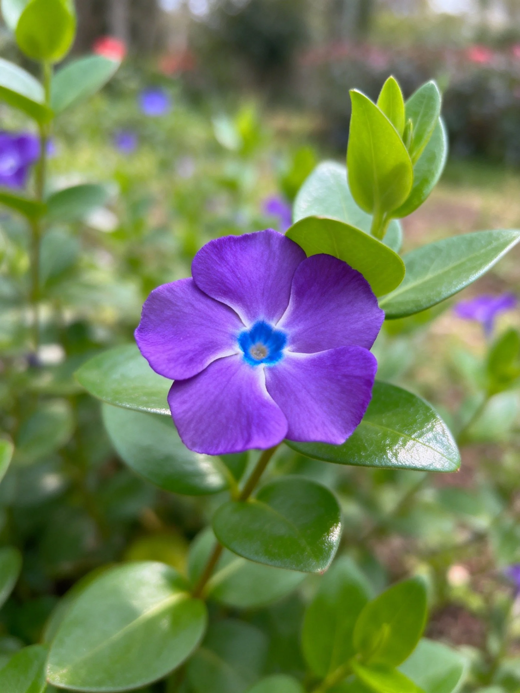 Vibrant purple flower with blue center amid glossy green foliage