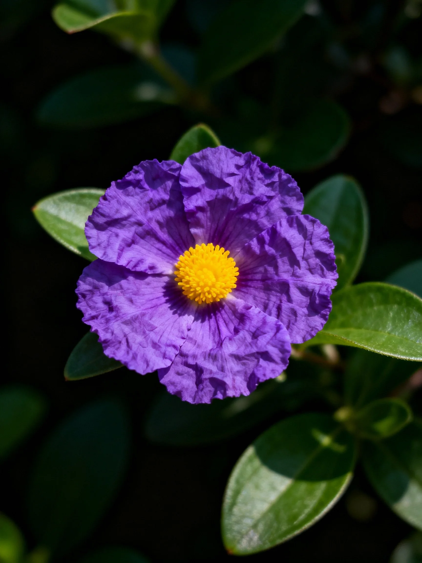 Vibrant purple flower with bright yellow center among green leaves