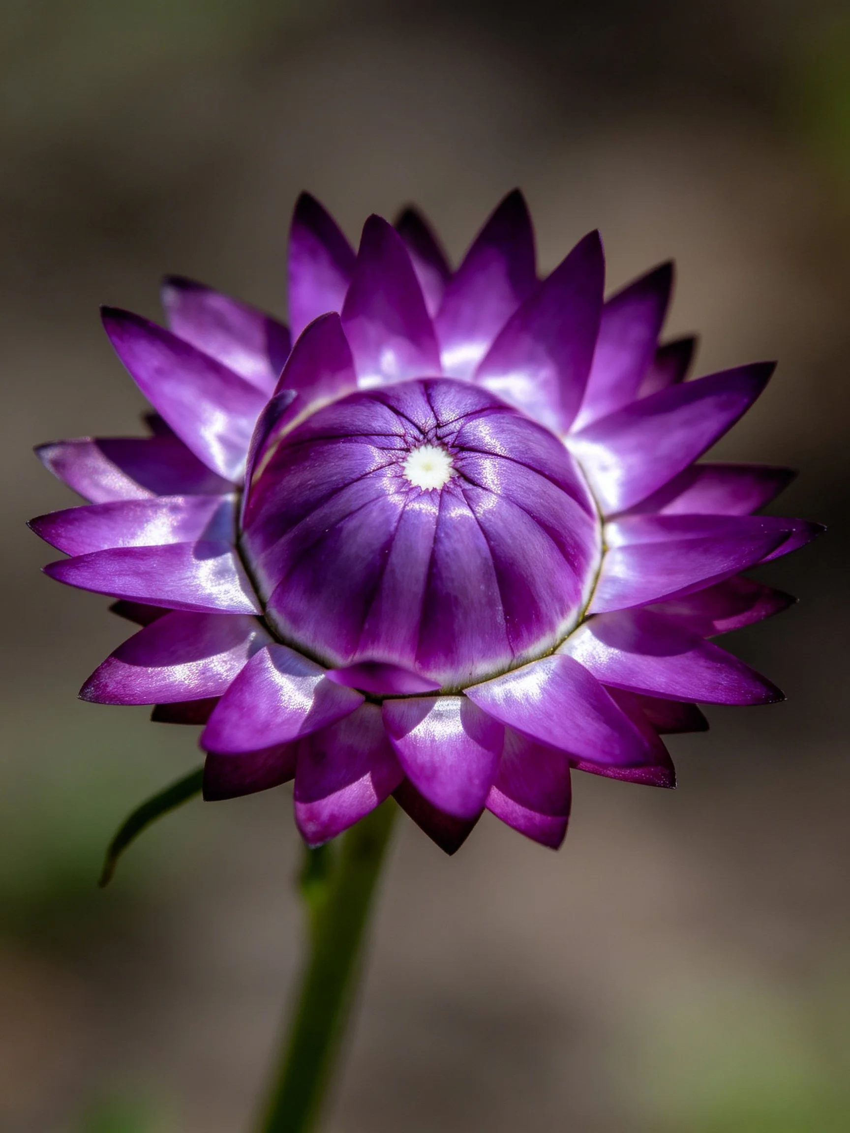 Vibrant purple flower with layered petals and central white core