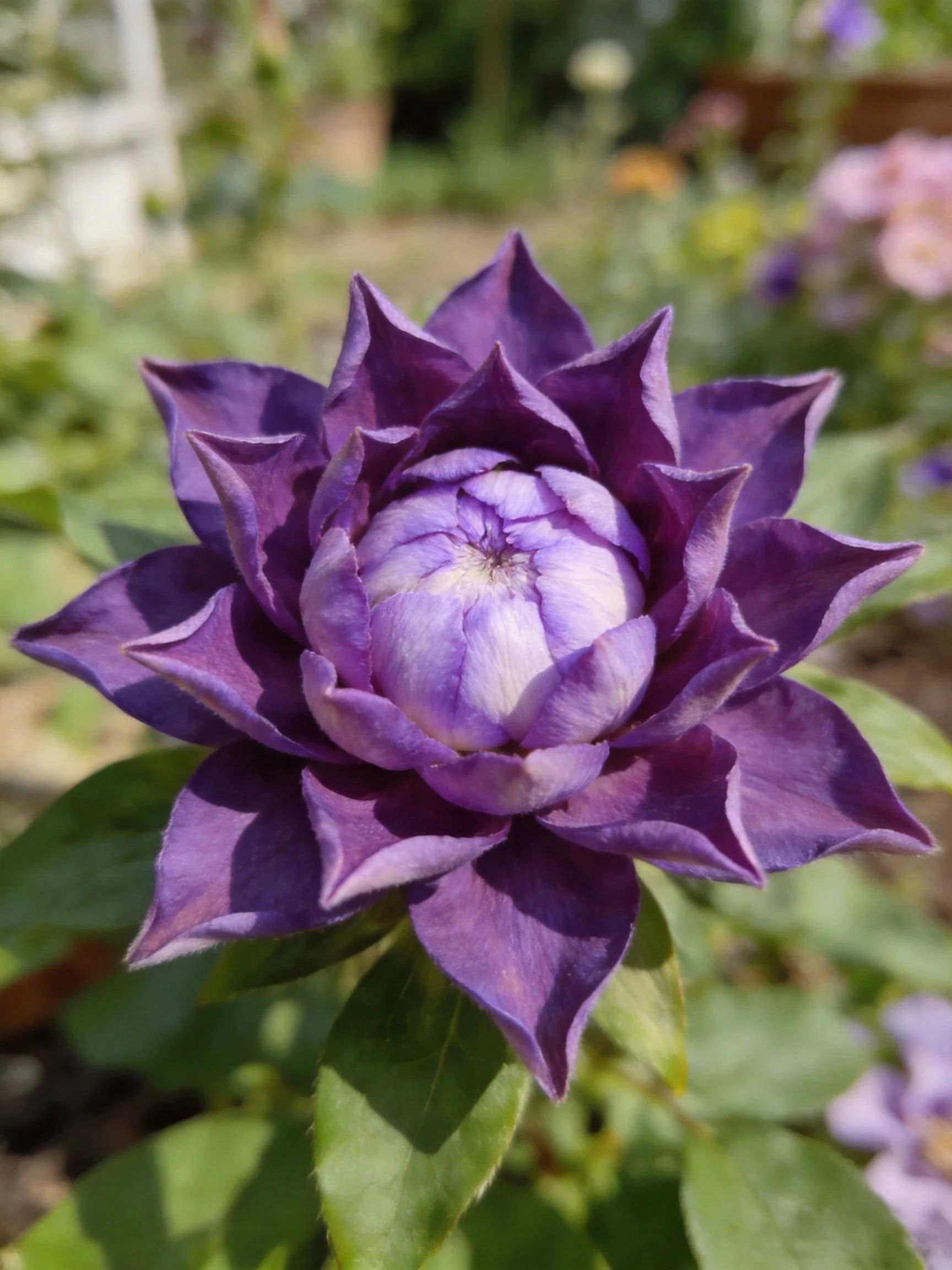 Vibrant purple flower with layered petals blooming outdoors