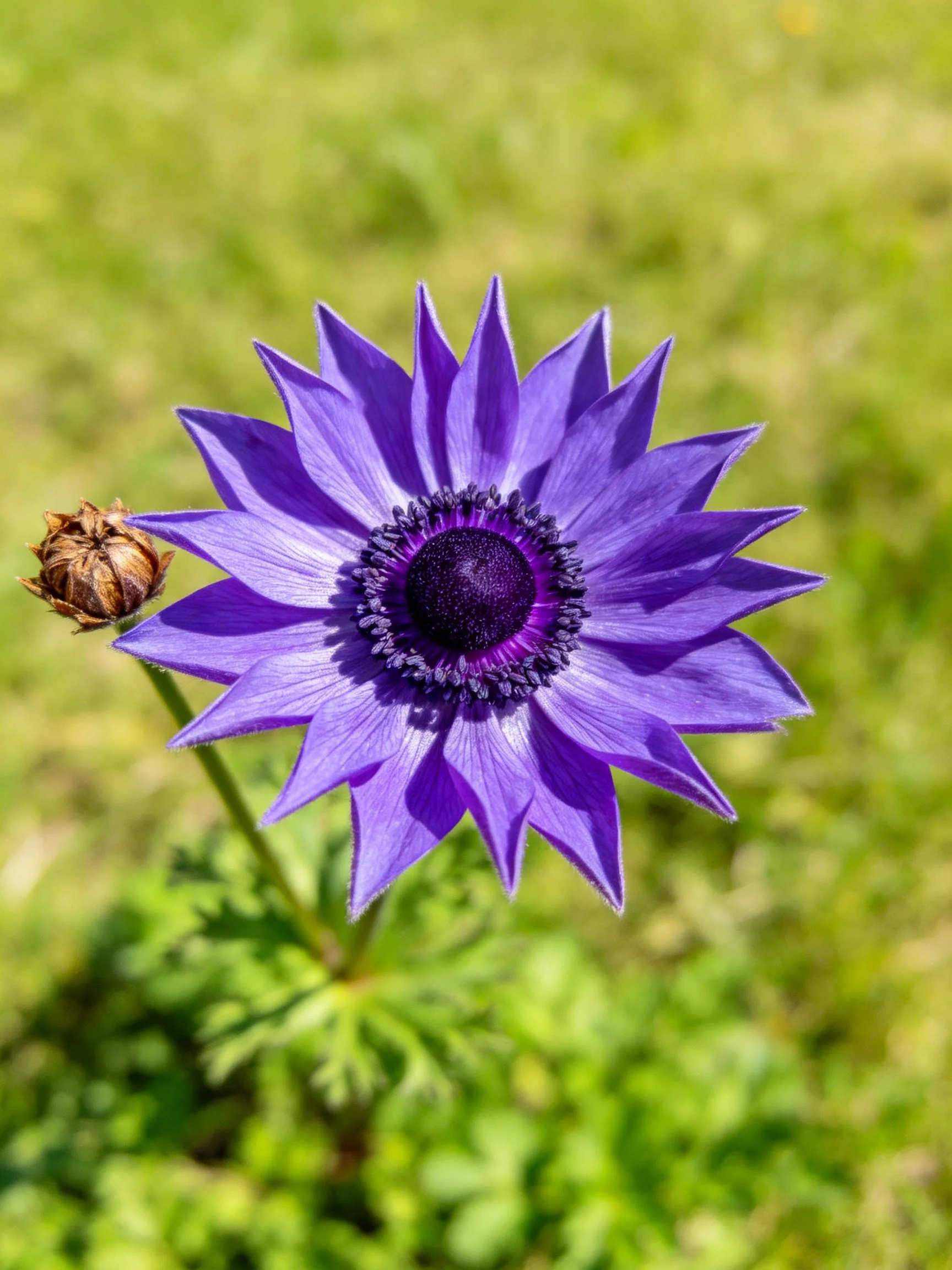 Vibrant purple flower with sharp petals and green backdrop