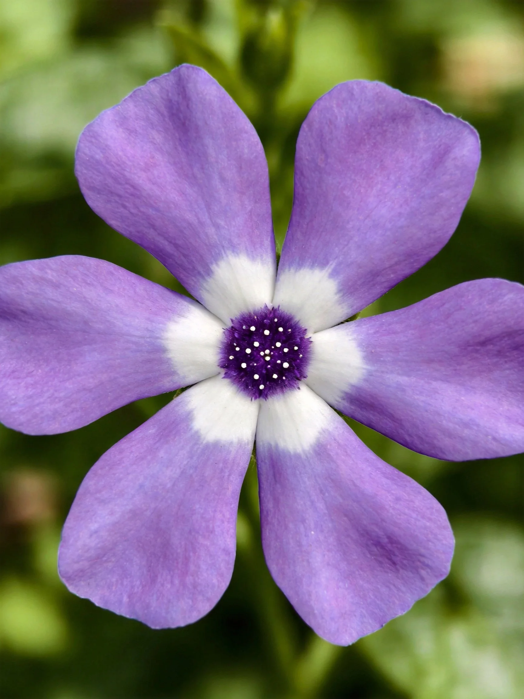 Vibrant purple flower with white and dark purple centers