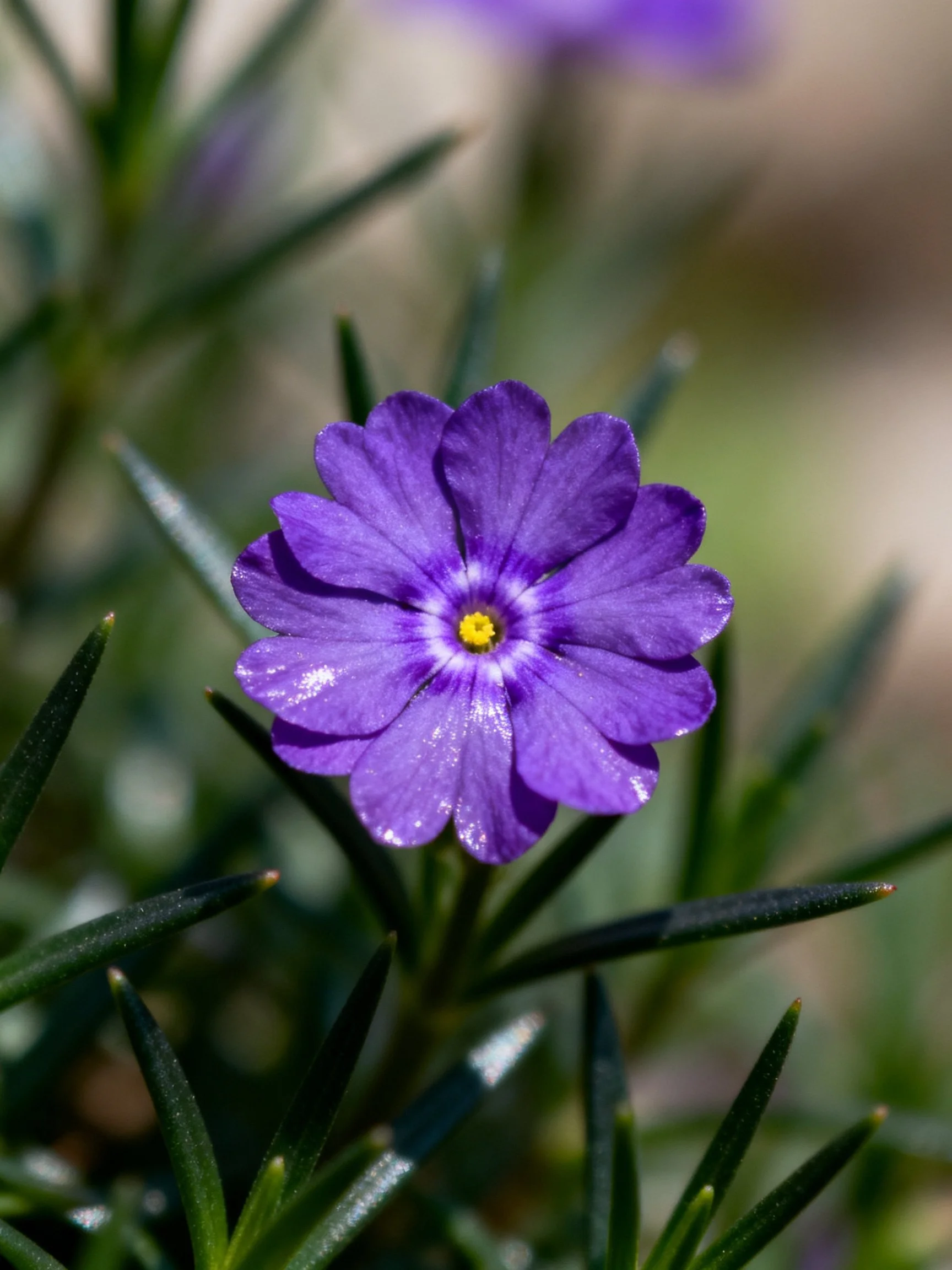 Vibrant purple flower with yellow center amid green foliage