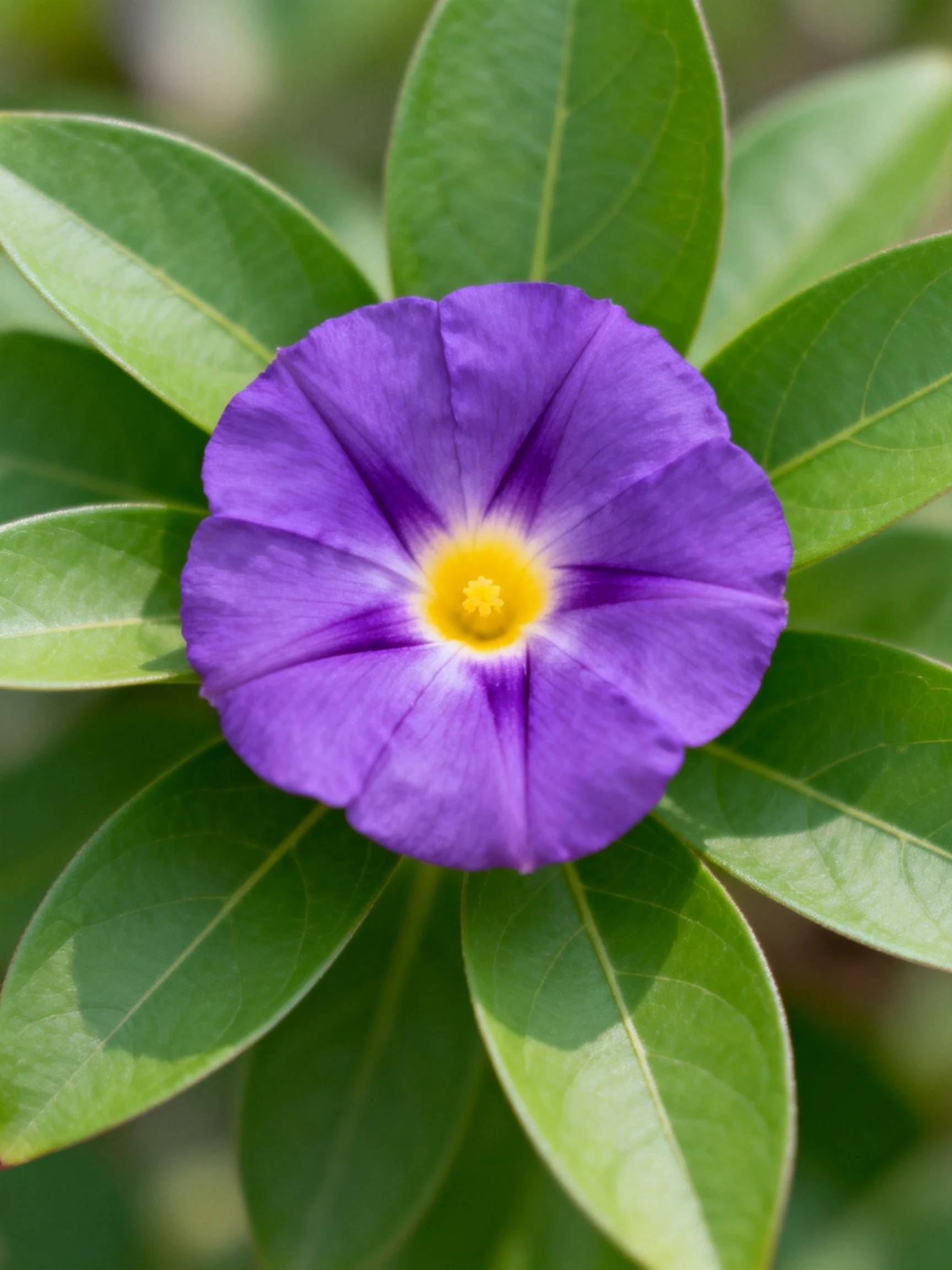 Vibrant purple flower with yellow center amid lush green foliage