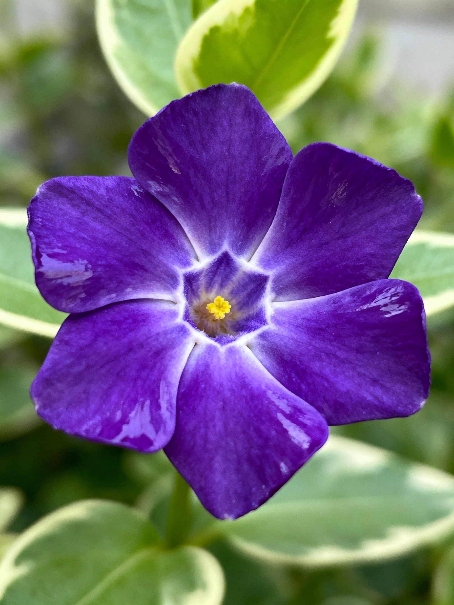 Vibrant purple flower with yellow center, surrounded by variegated green leaves