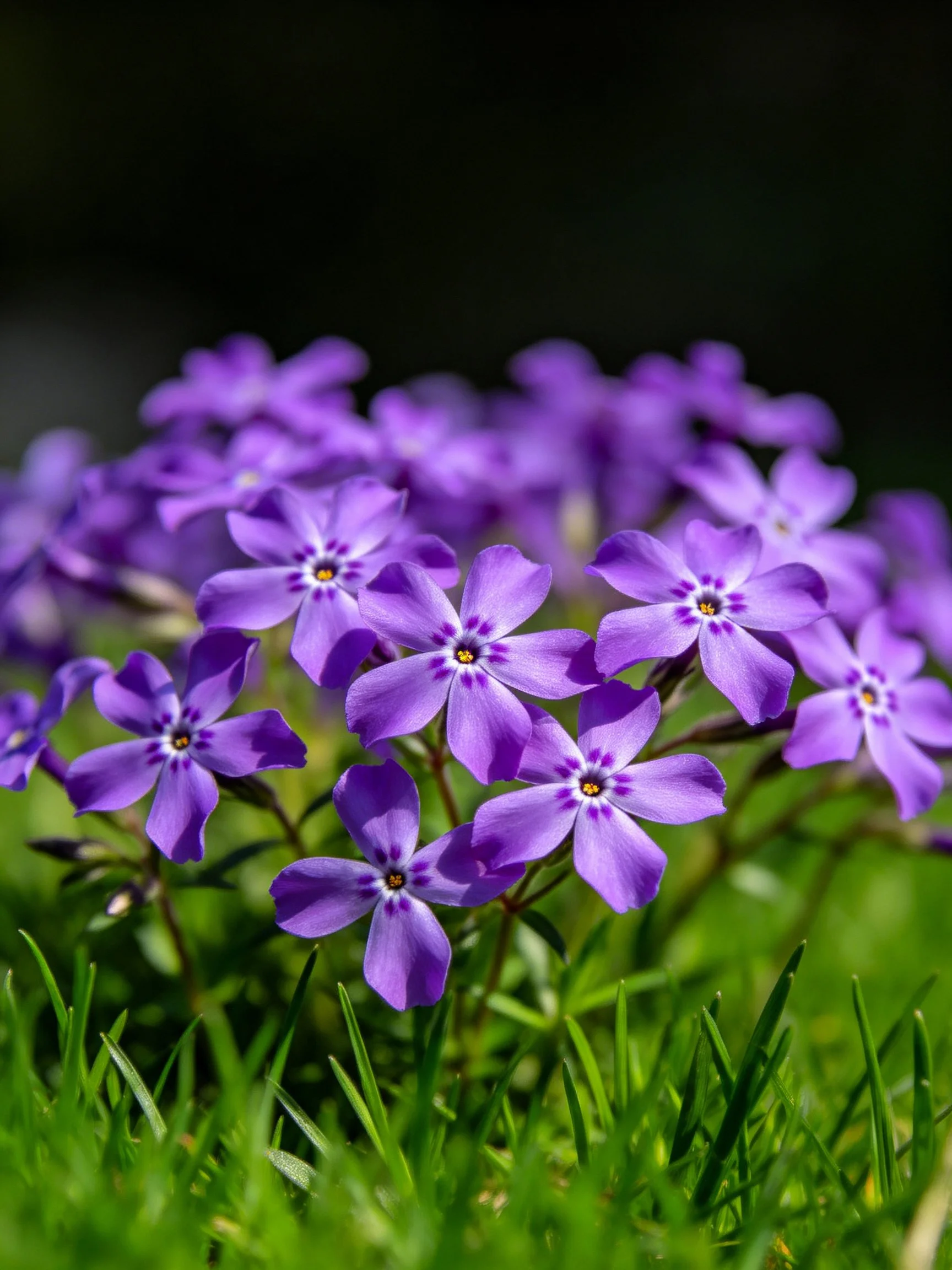 Vibrant purple flowers cluster among lush green grass