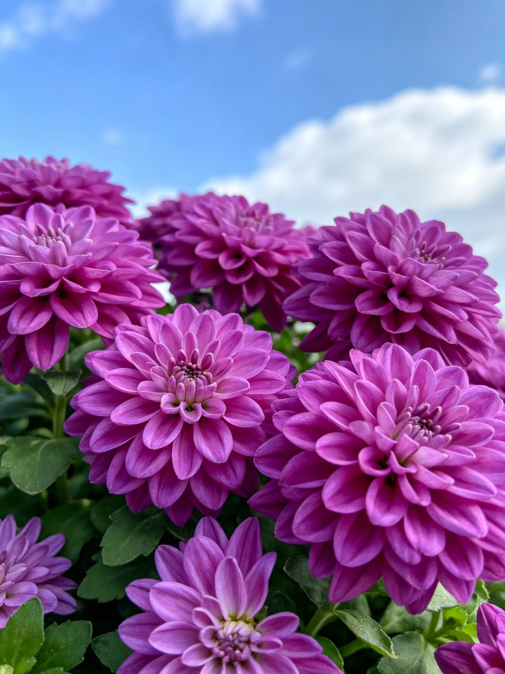 Vibrant purple flowers cluster beneath a bright blue sky with white clouds