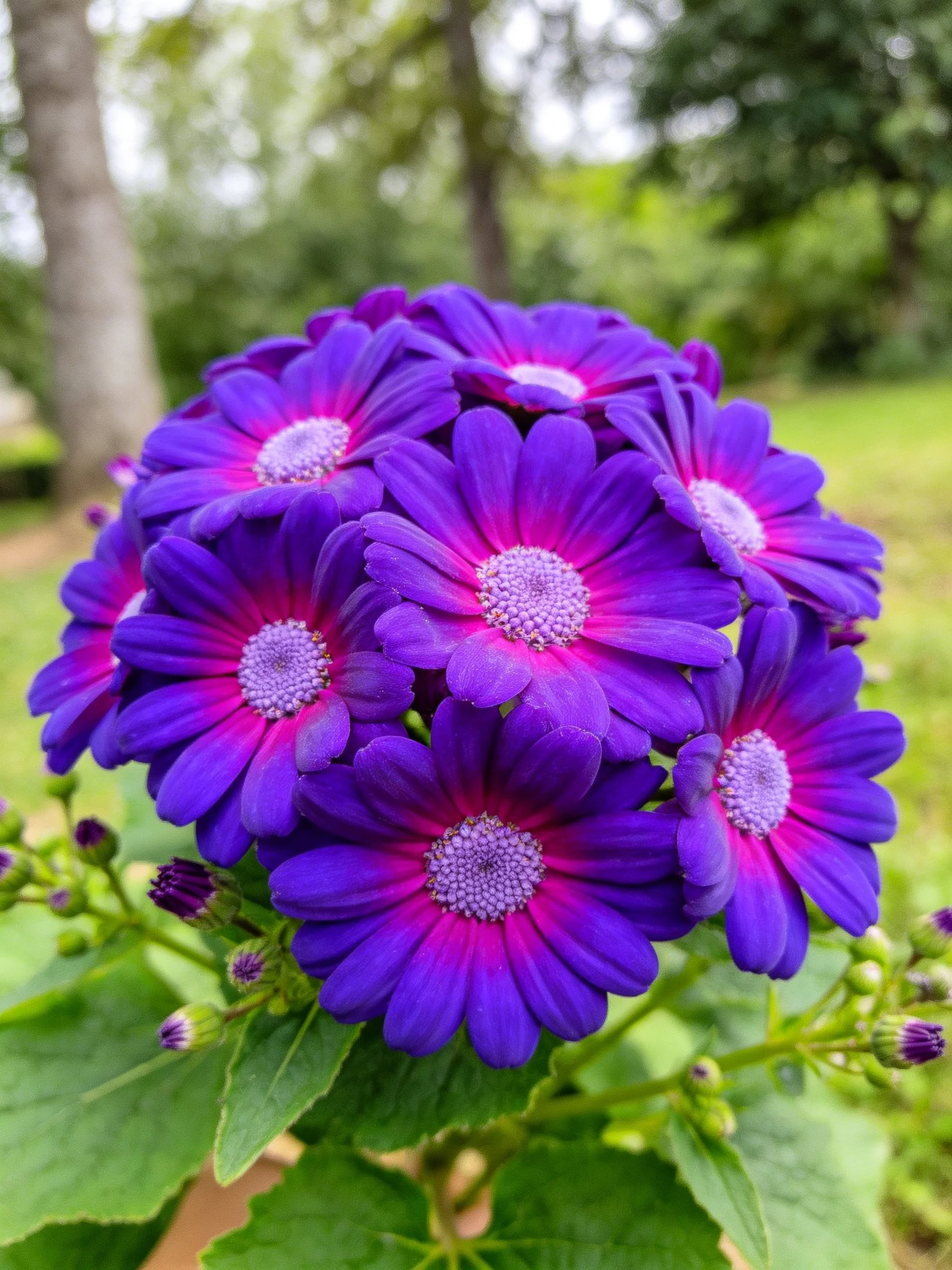 Vibrant purple flowers clustered with pink centers and green foliage