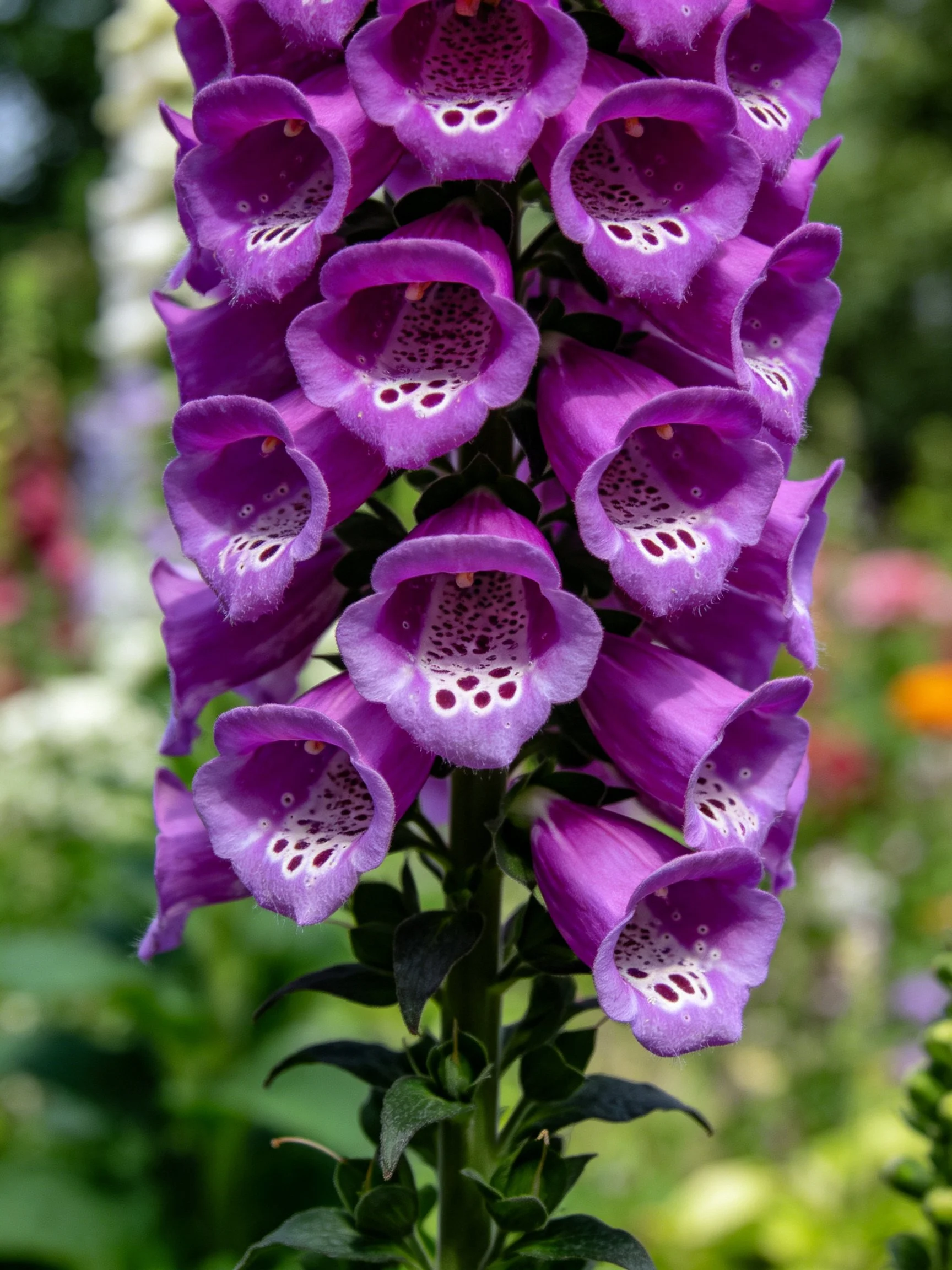 Close-up of vibrant purple foxglove blooms with speckled interiors against a blurred garden.