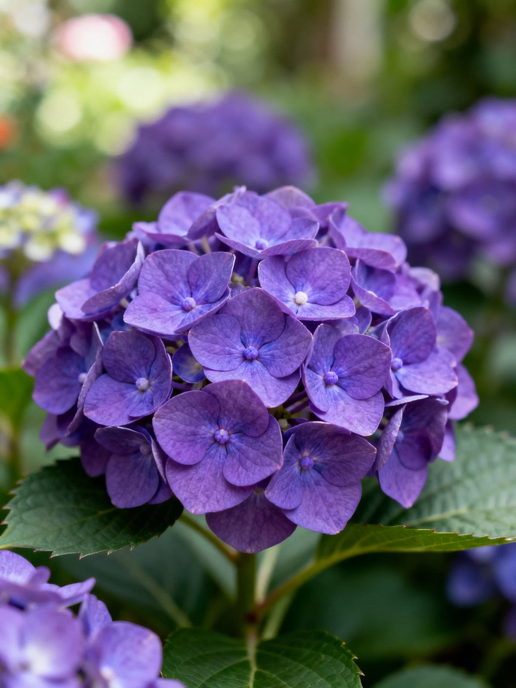 Vibrant purple hydrangea blooms clustered densely among green foliage